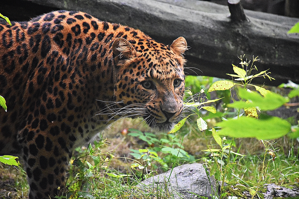North-Chinese leopard