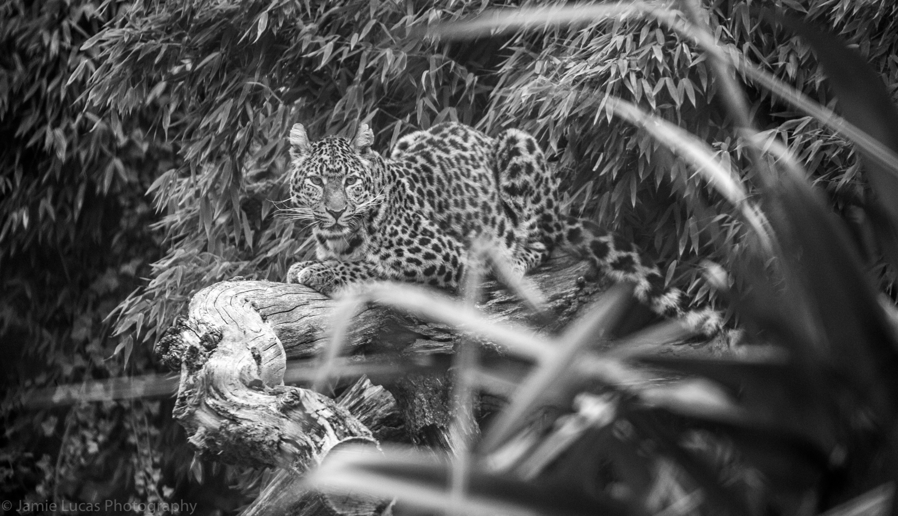 North Chinese Leopard