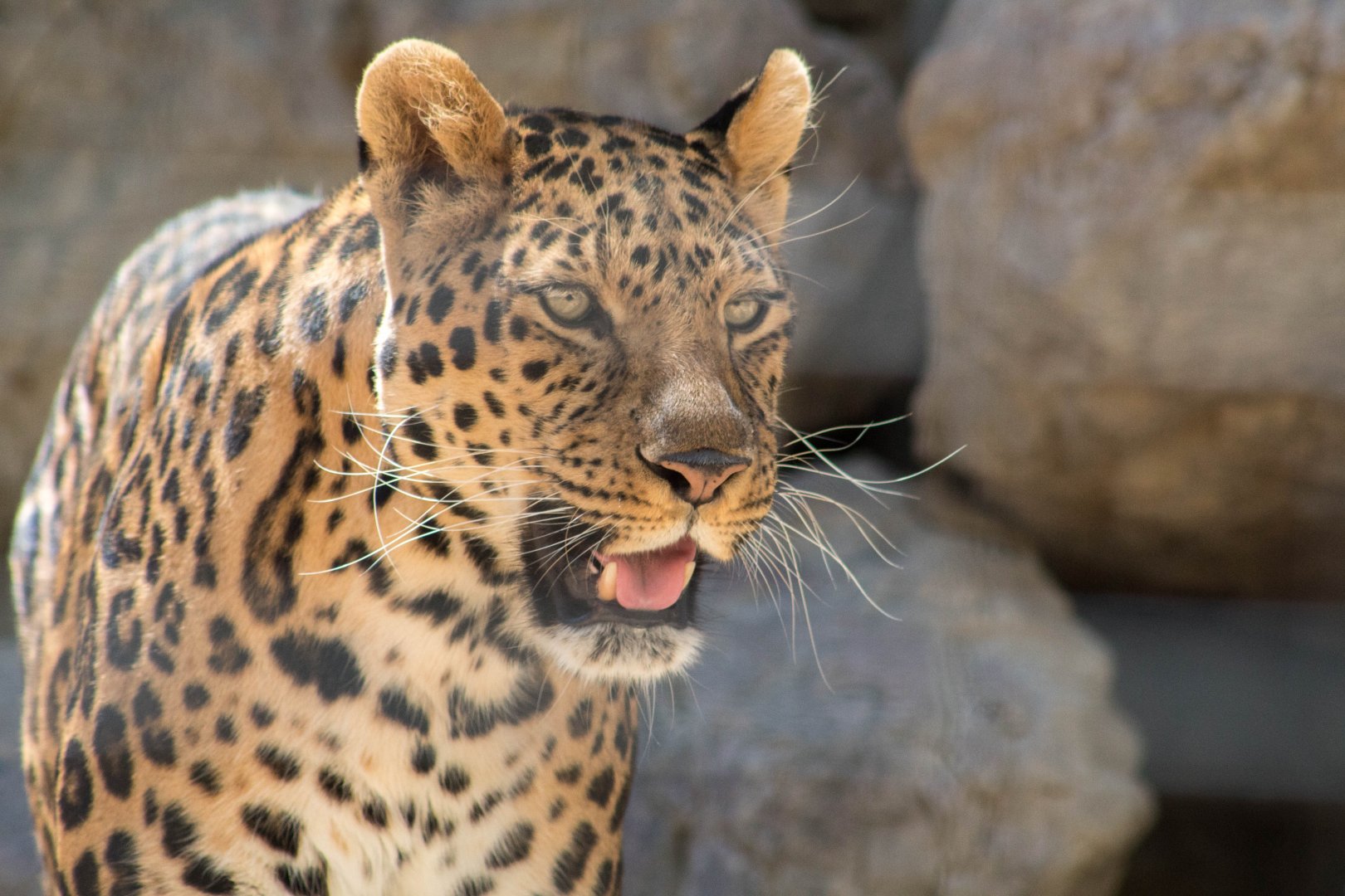 North Chinese leopard