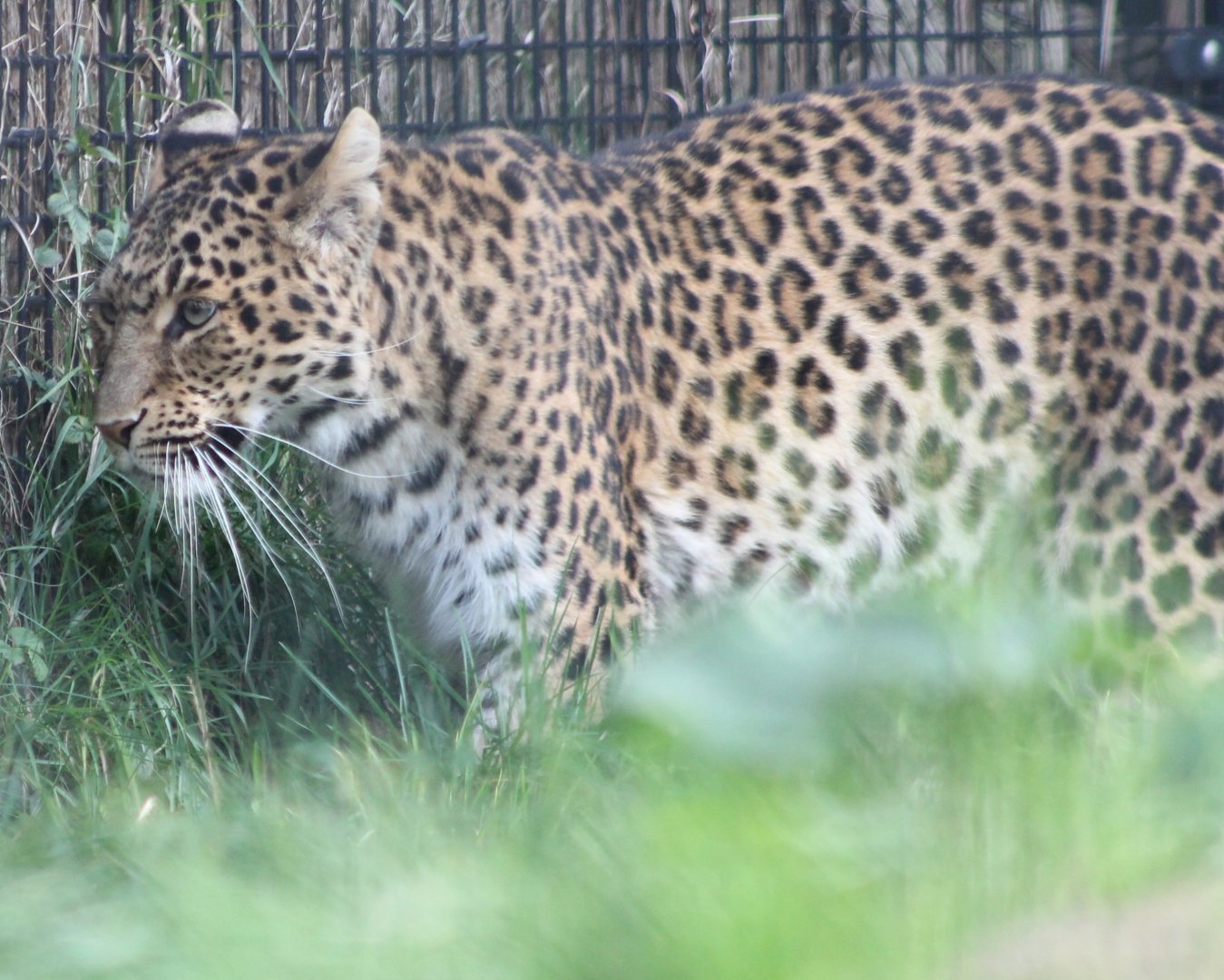 North-Chinese leopard