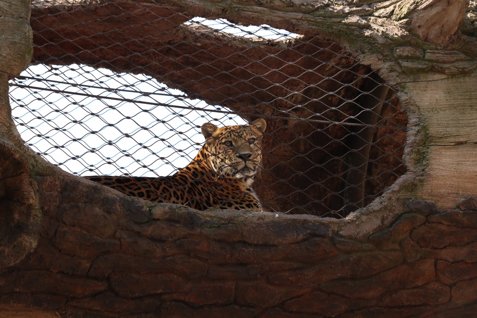 North Chinese Leopard