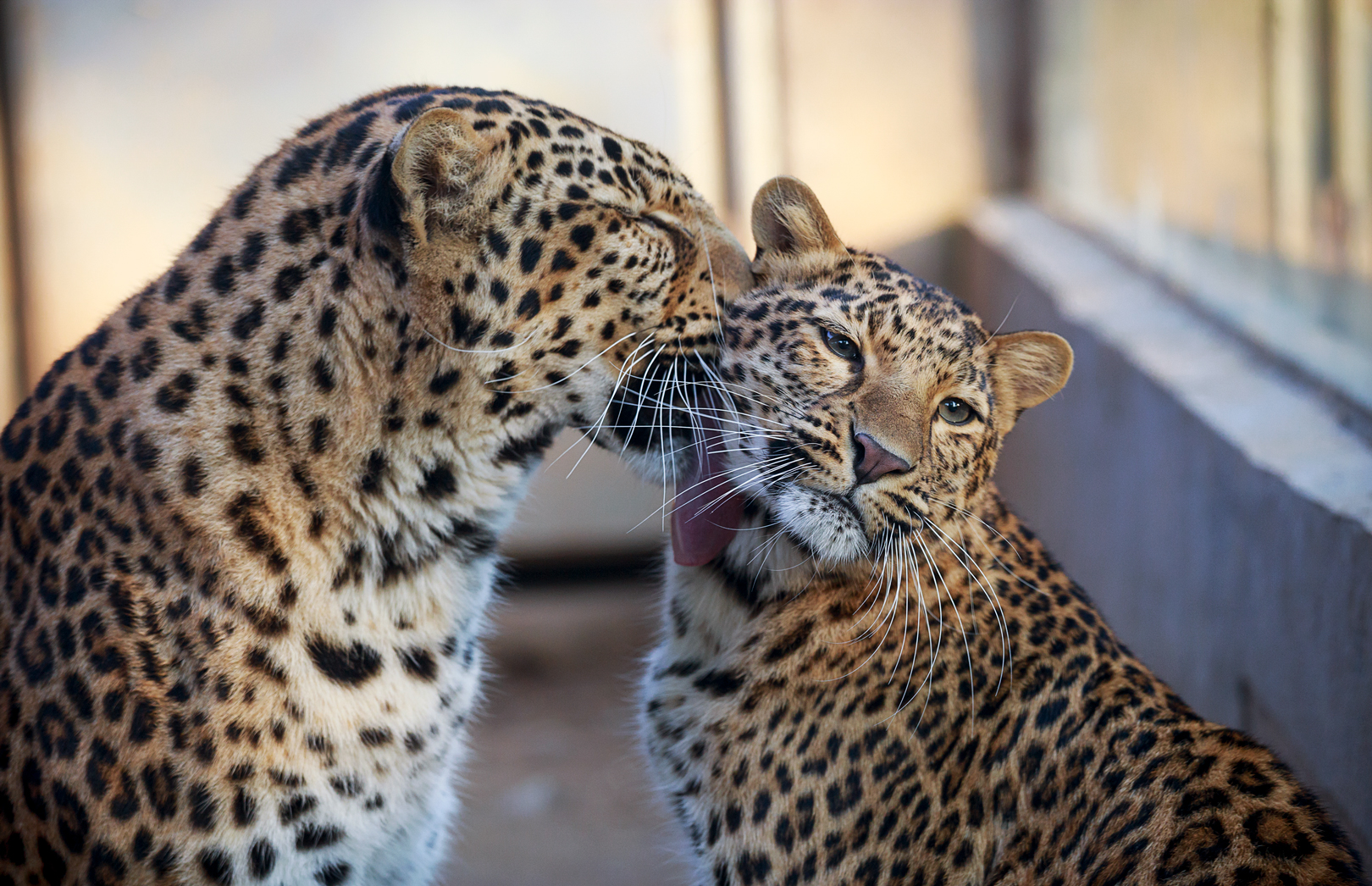 North Chinese leopard