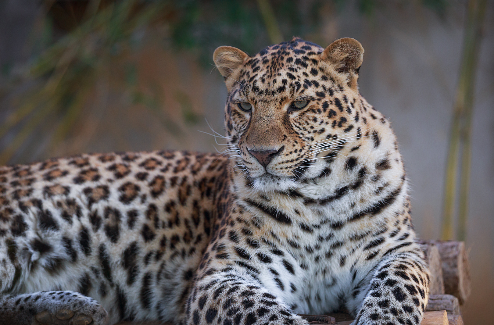 North Chinese leopard