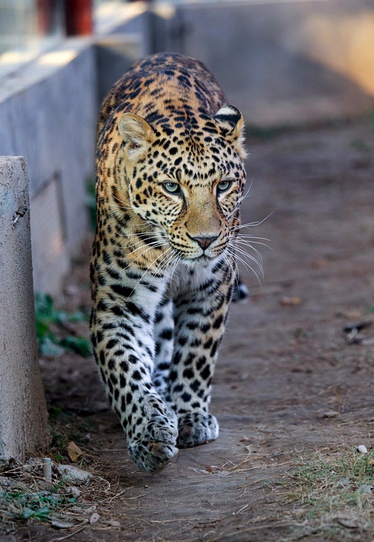 North Chinese leopard