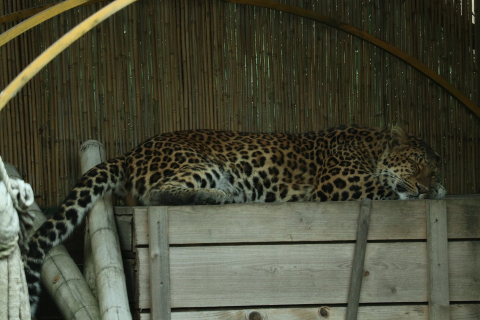 North Chinese Leopard