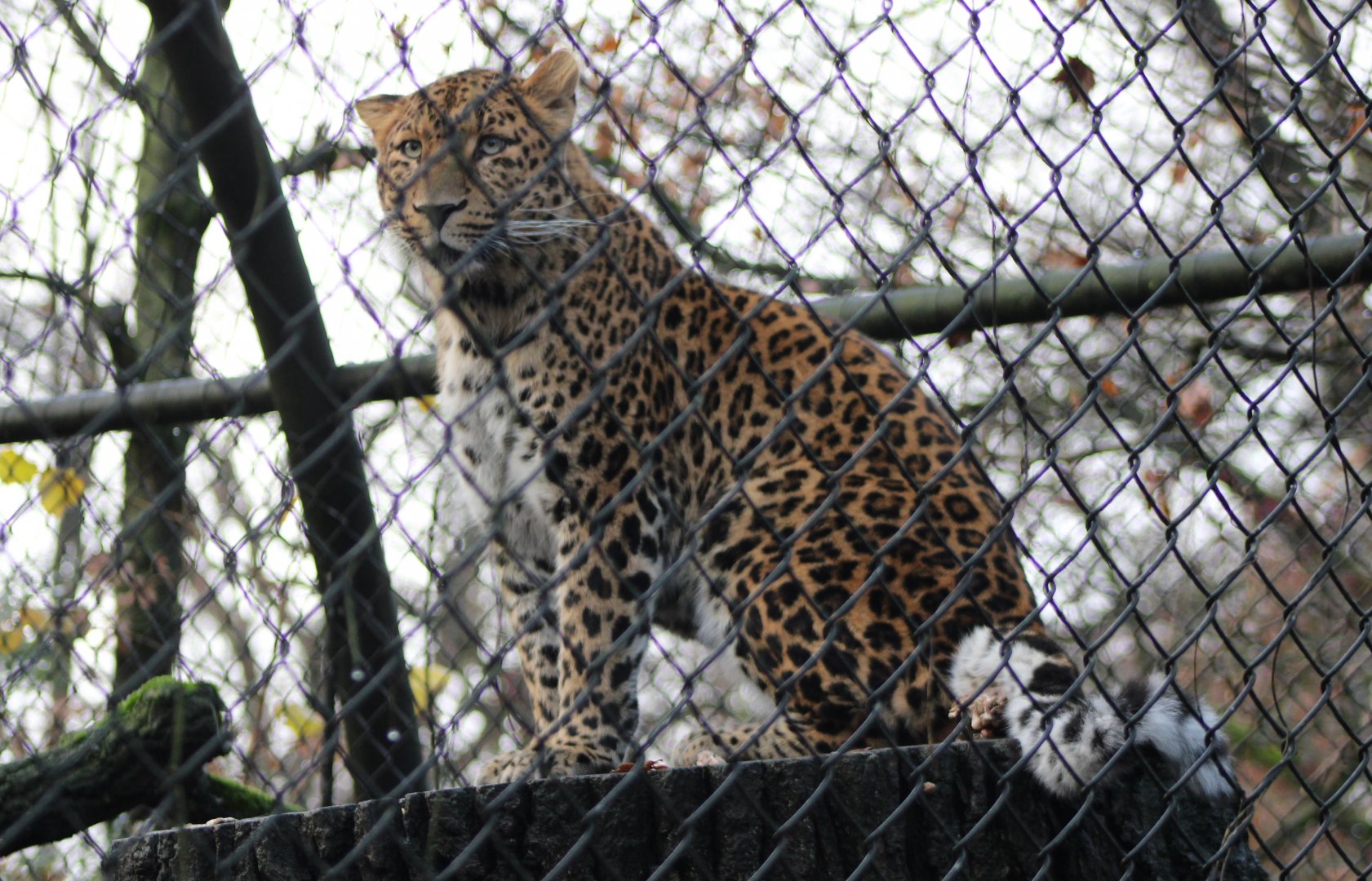 North- Chinese leopard