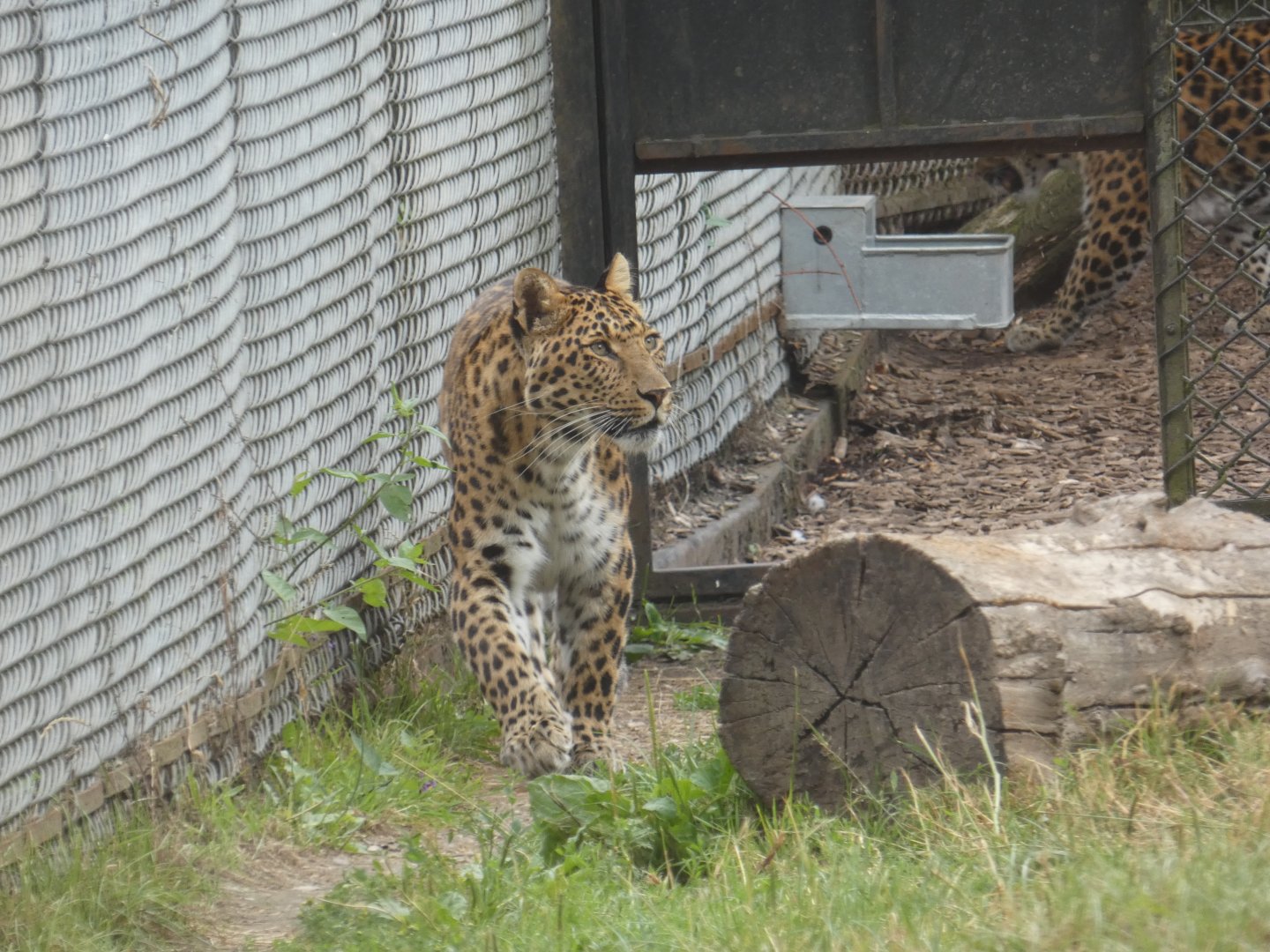 North Chinese Leopard