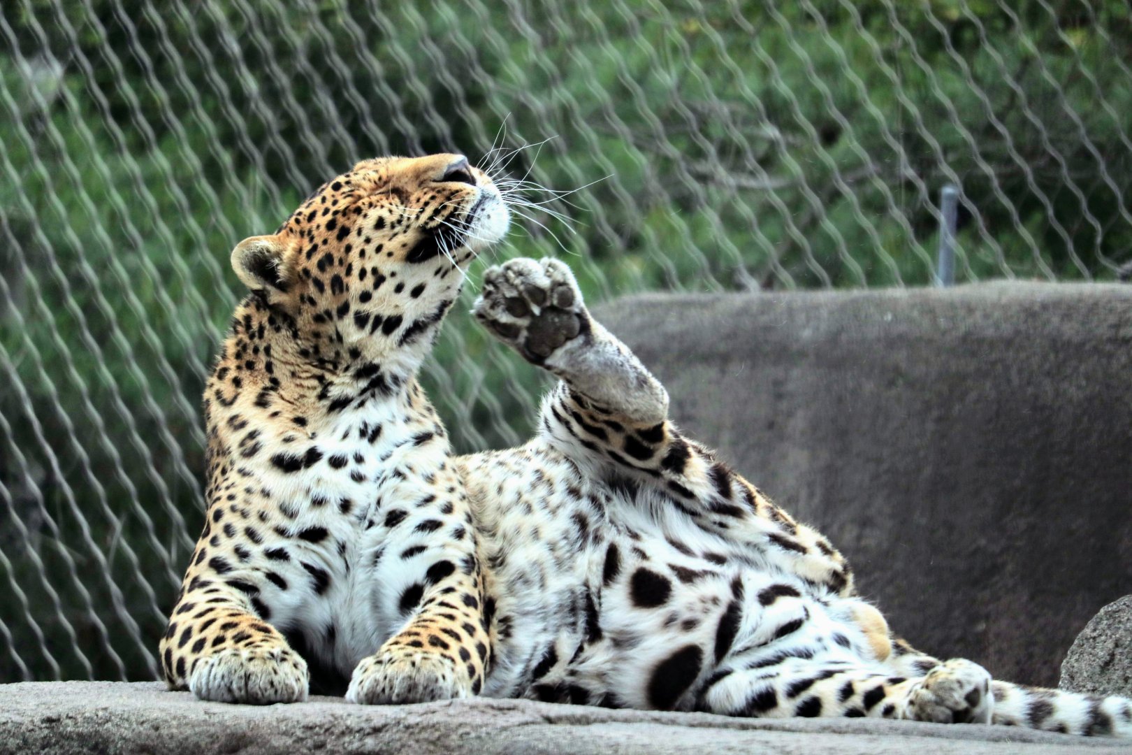 North Chinese Leopard