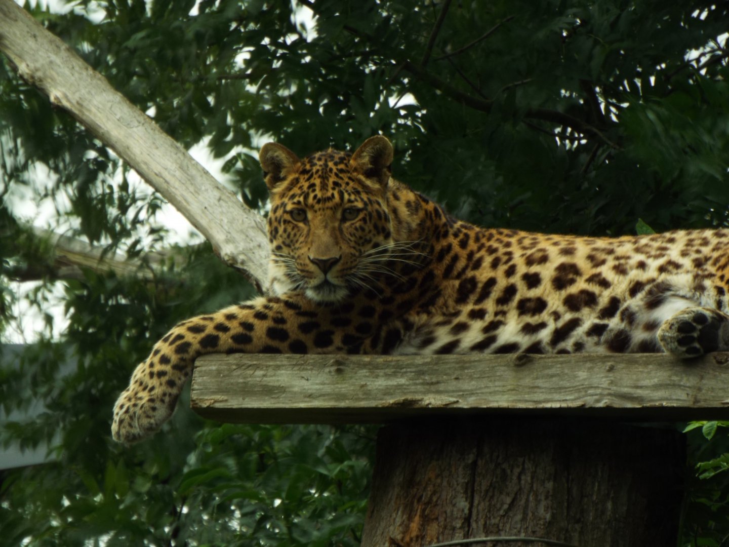 North-Chinese Leopard