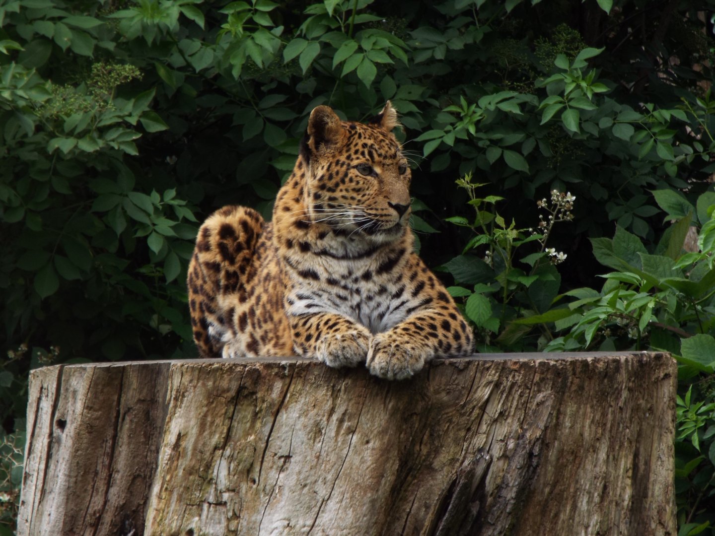 North-Chinese Leopard