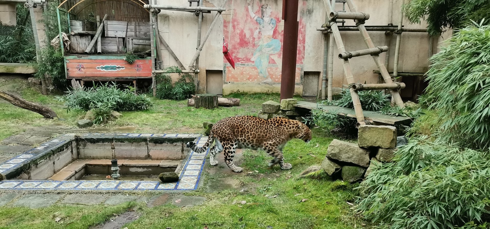 North Chinese leopard