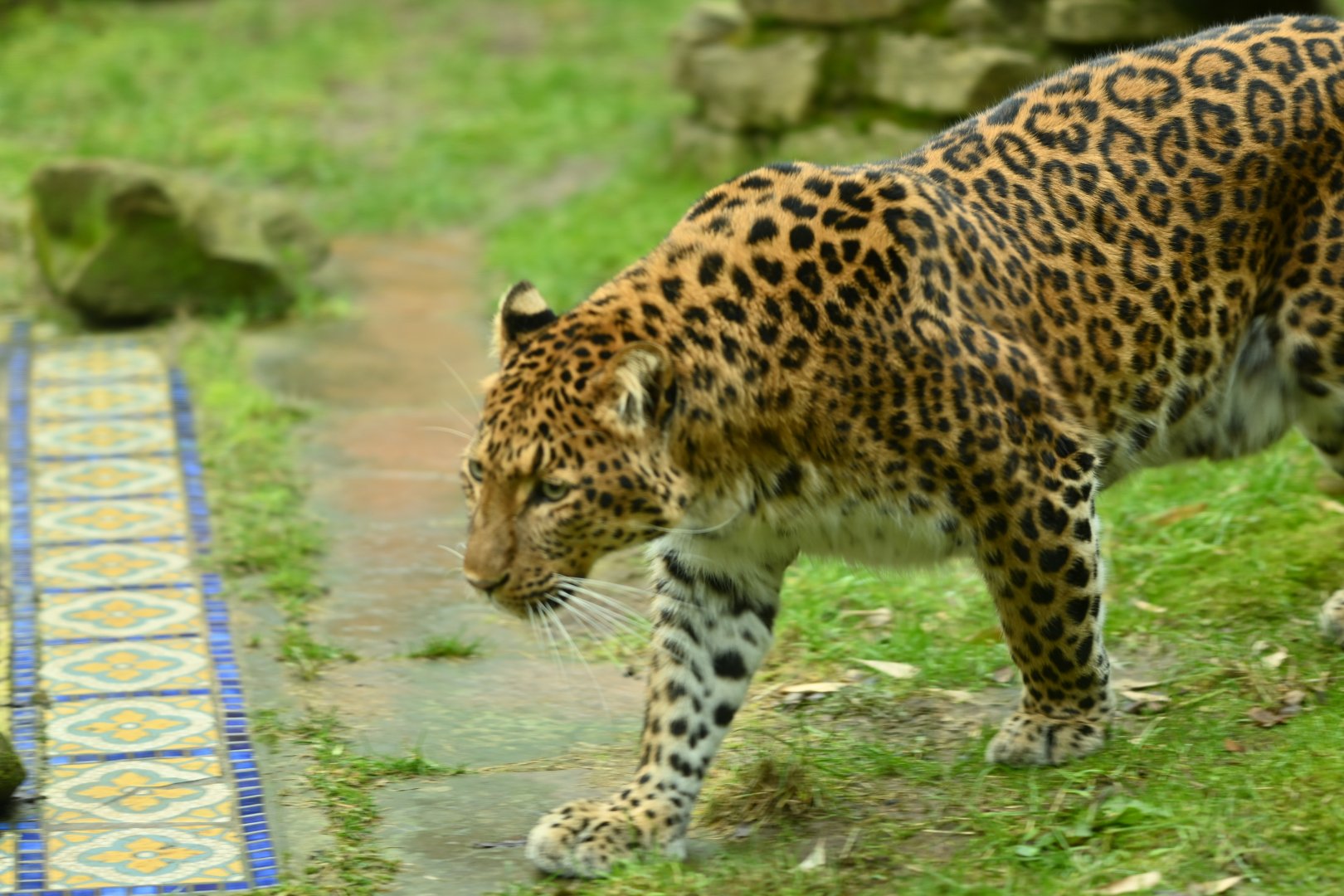 North Chinese Leopard