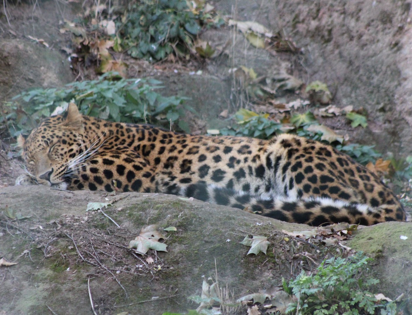 North-Chinese leopard