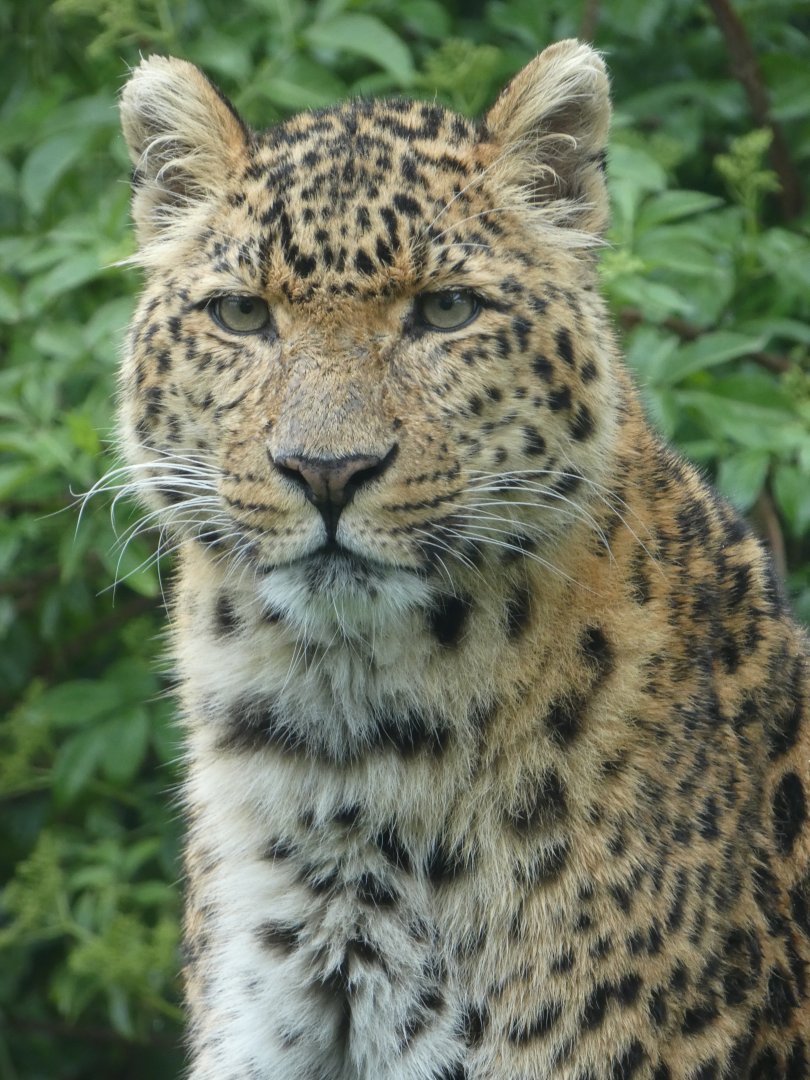 North Chinese leopard