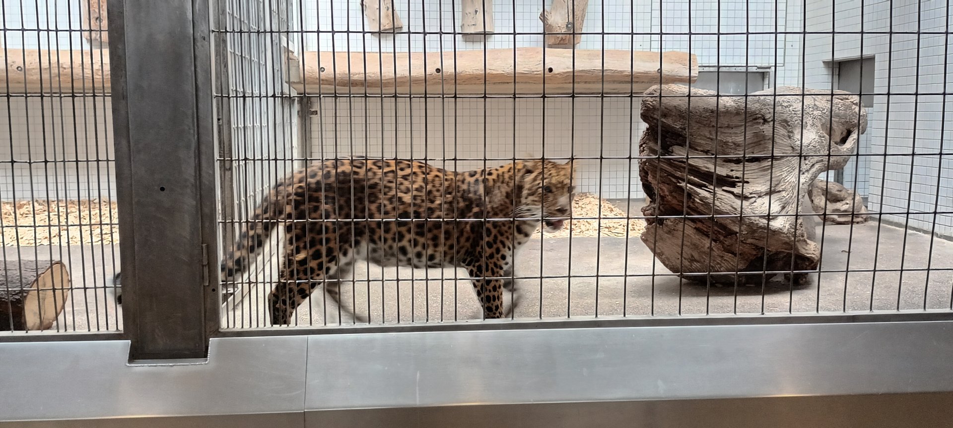 North Chinese Leopard