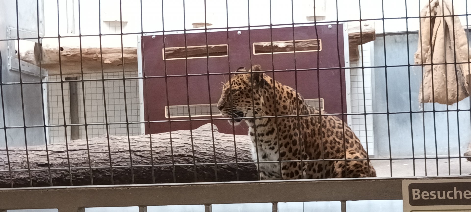 North Chinese Leopard