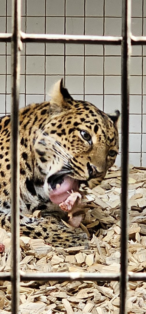 North Chinese leopard