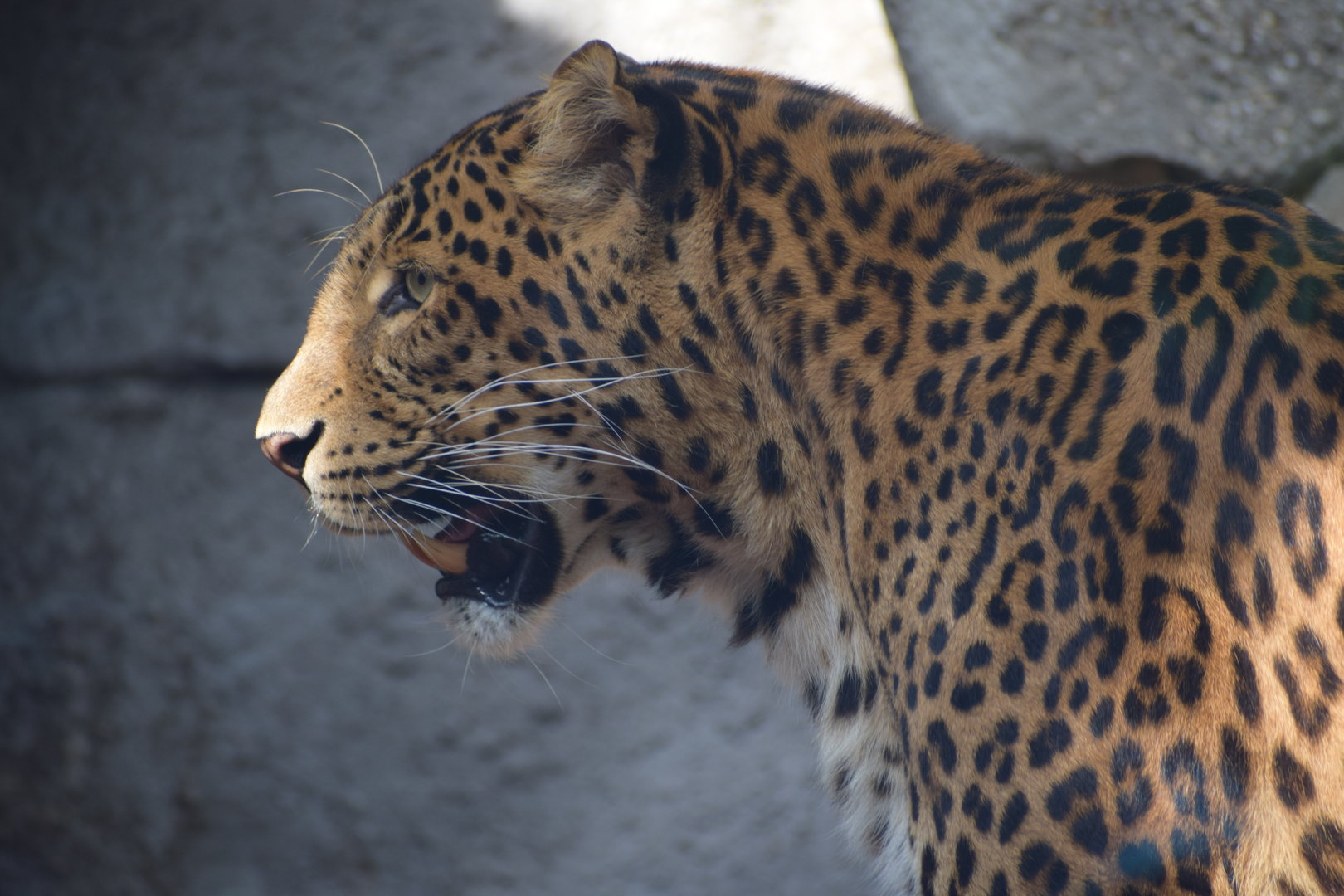 North chinese leopard