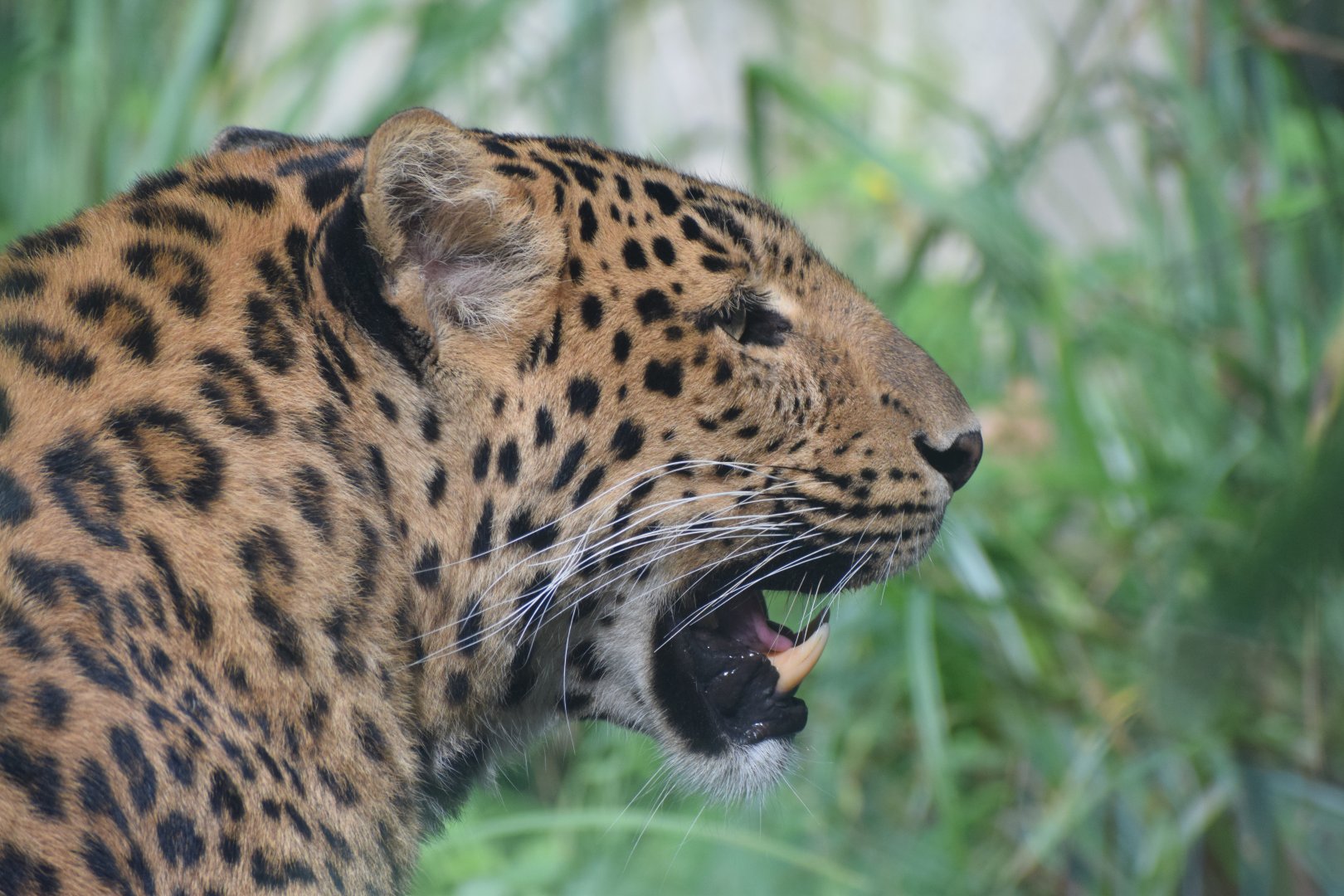 North Chinese leopard