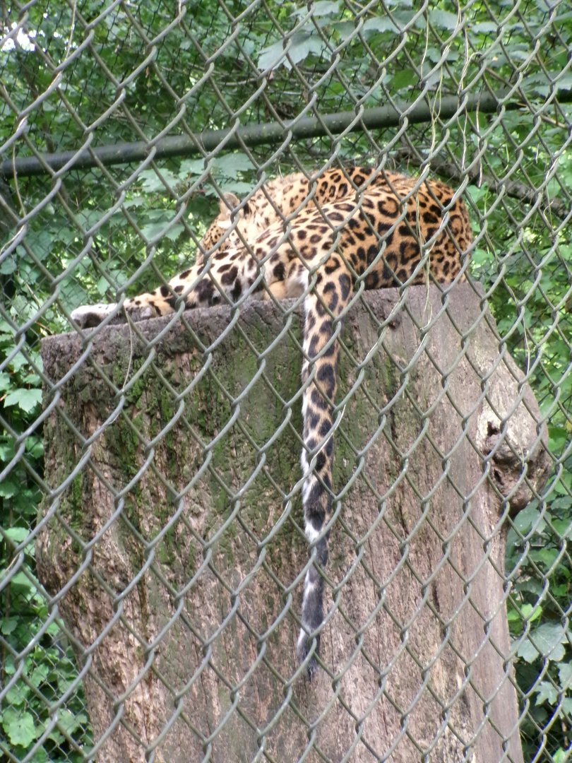 North chinese leopard