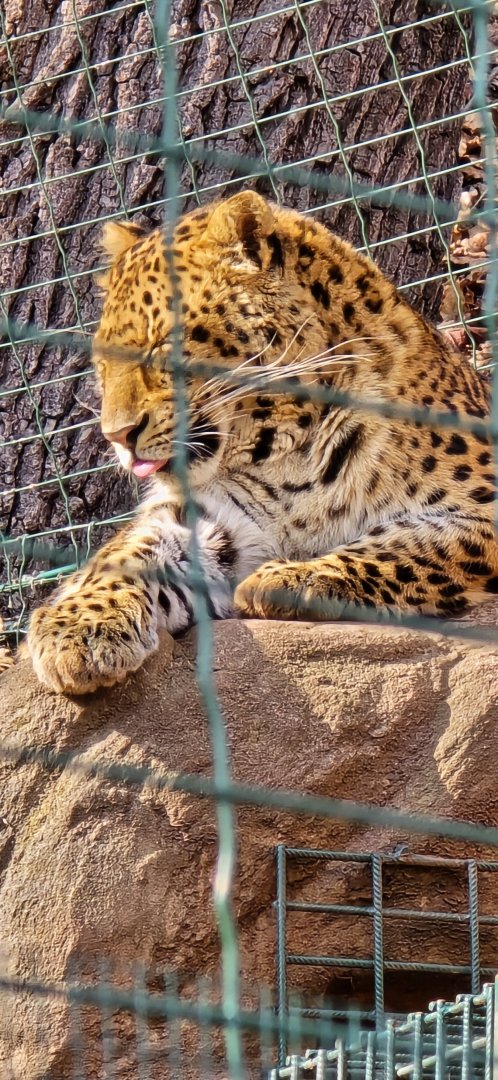 North Chinese leopard