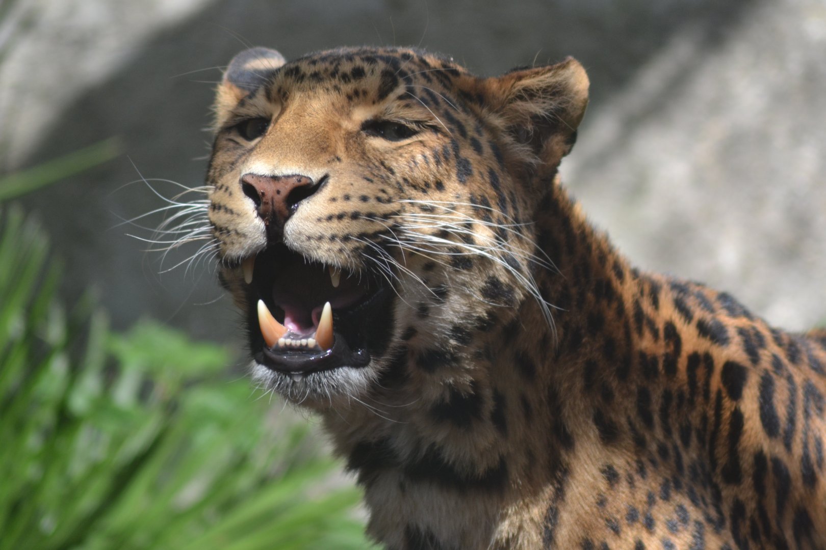 North-Chinese leopard