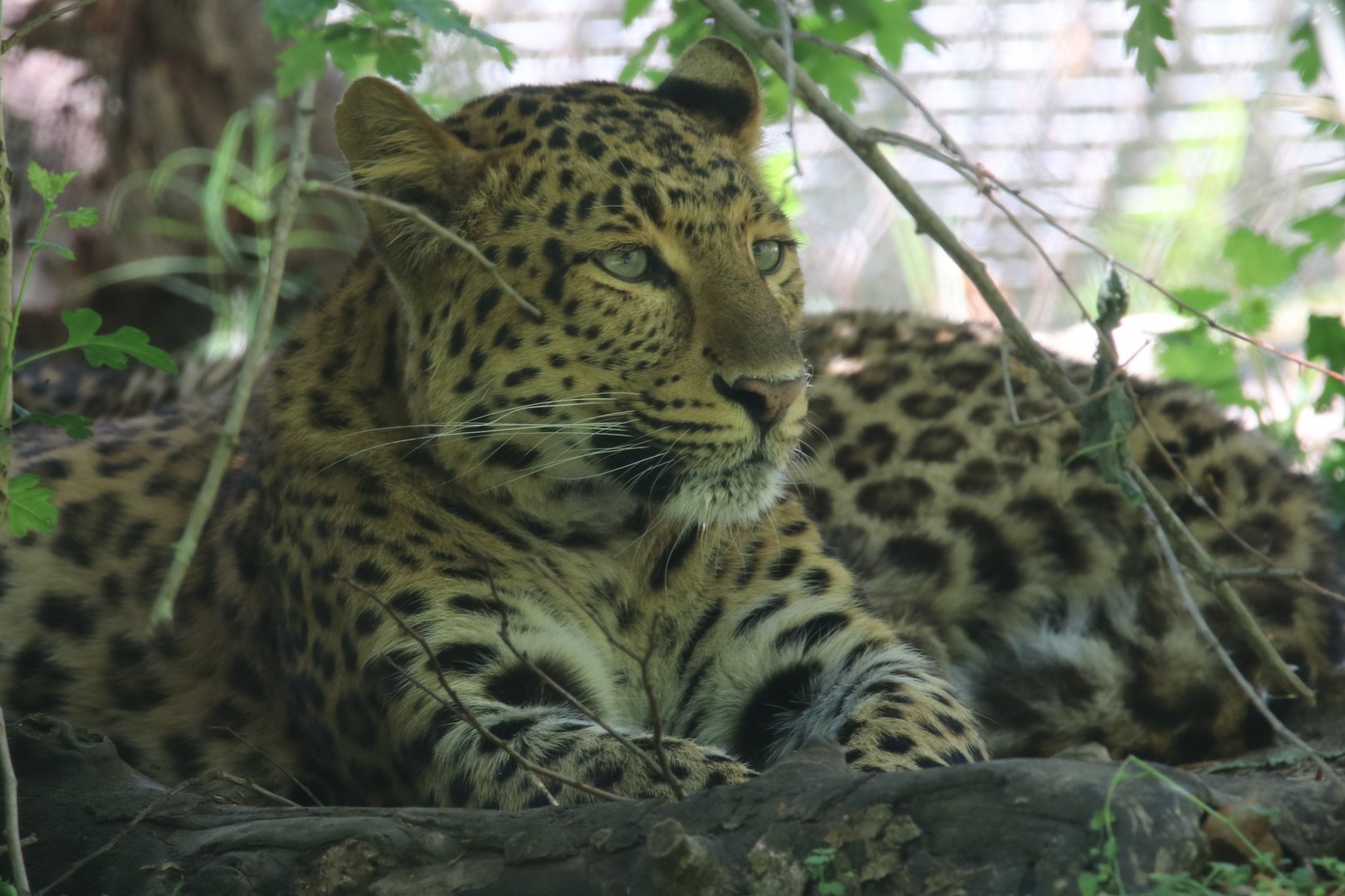 North Chinese leopard