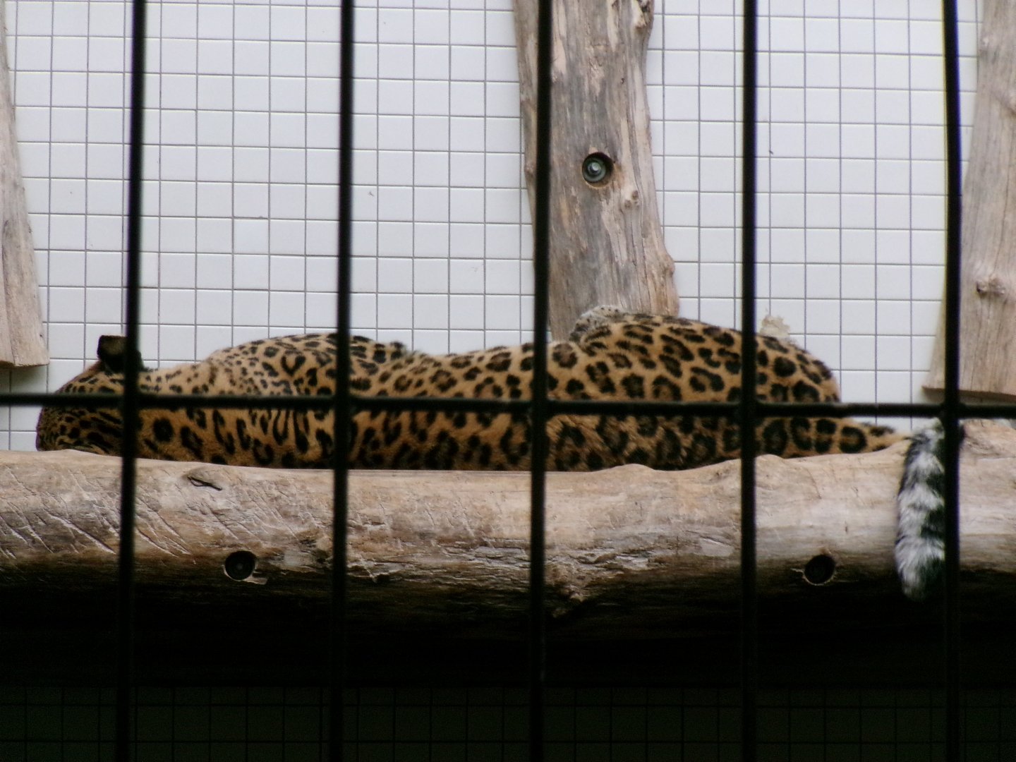 North Chinese leopard