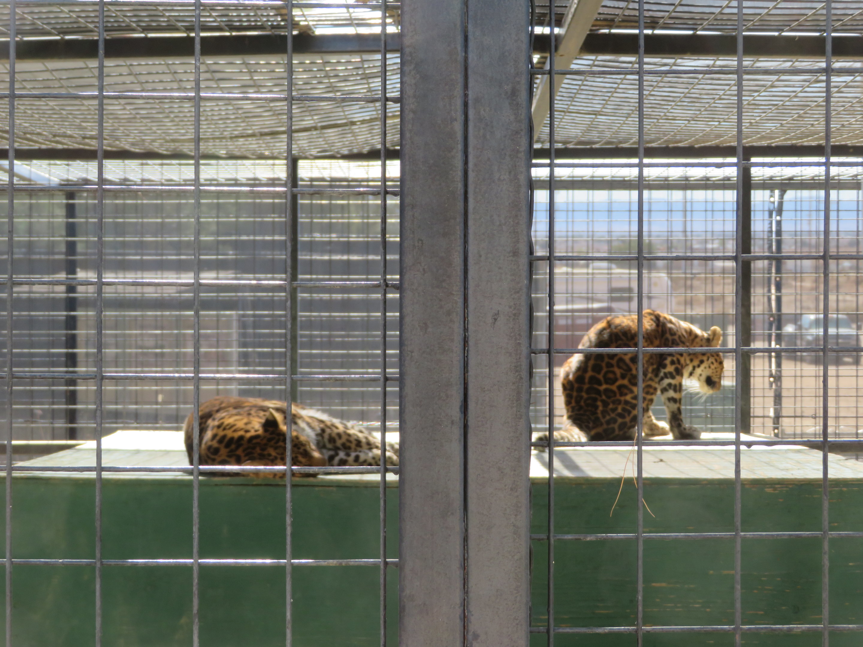 North Chinese Leopards (2022)