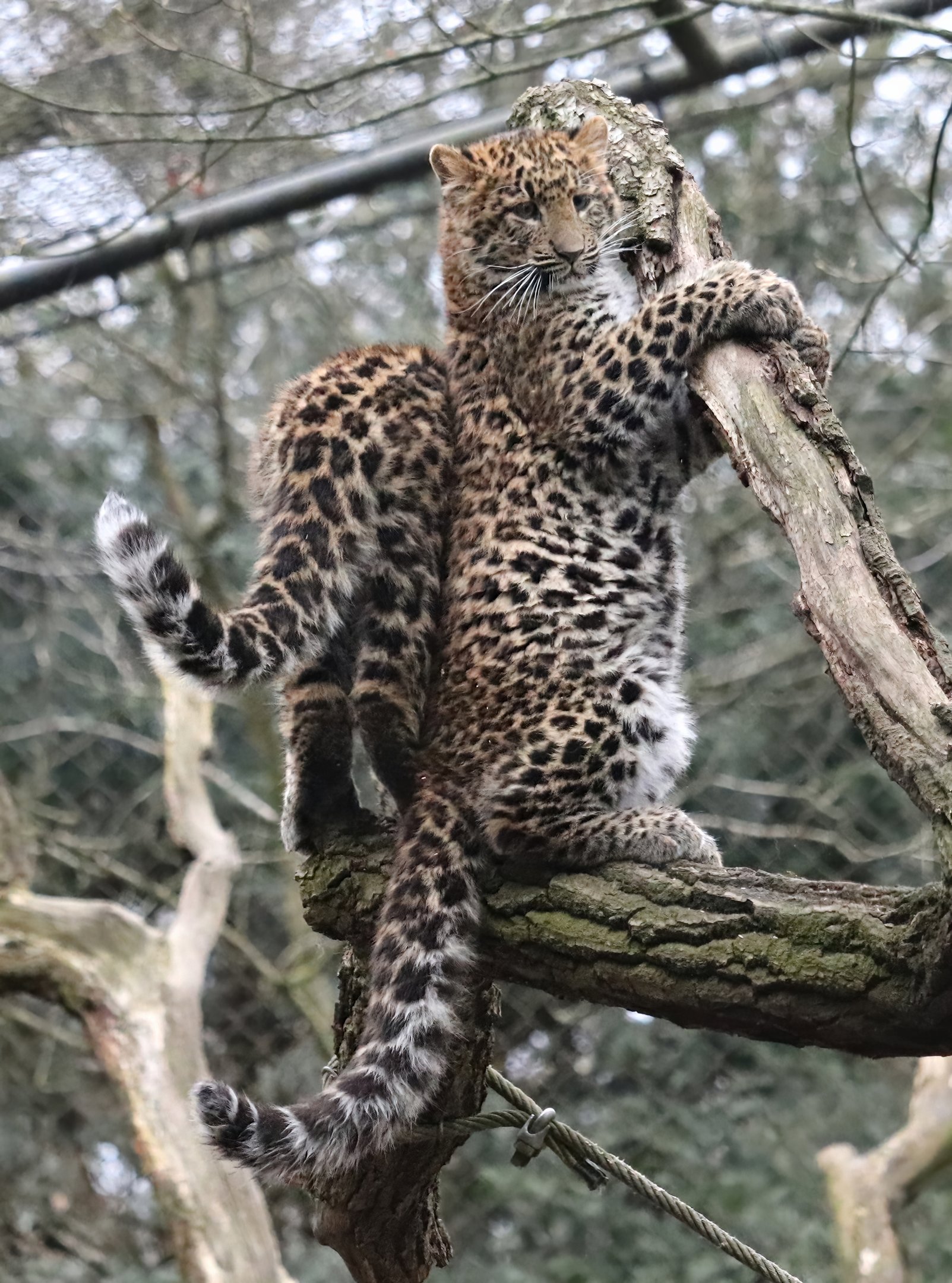 North chinese leopards (Panthera pardus japonensis)