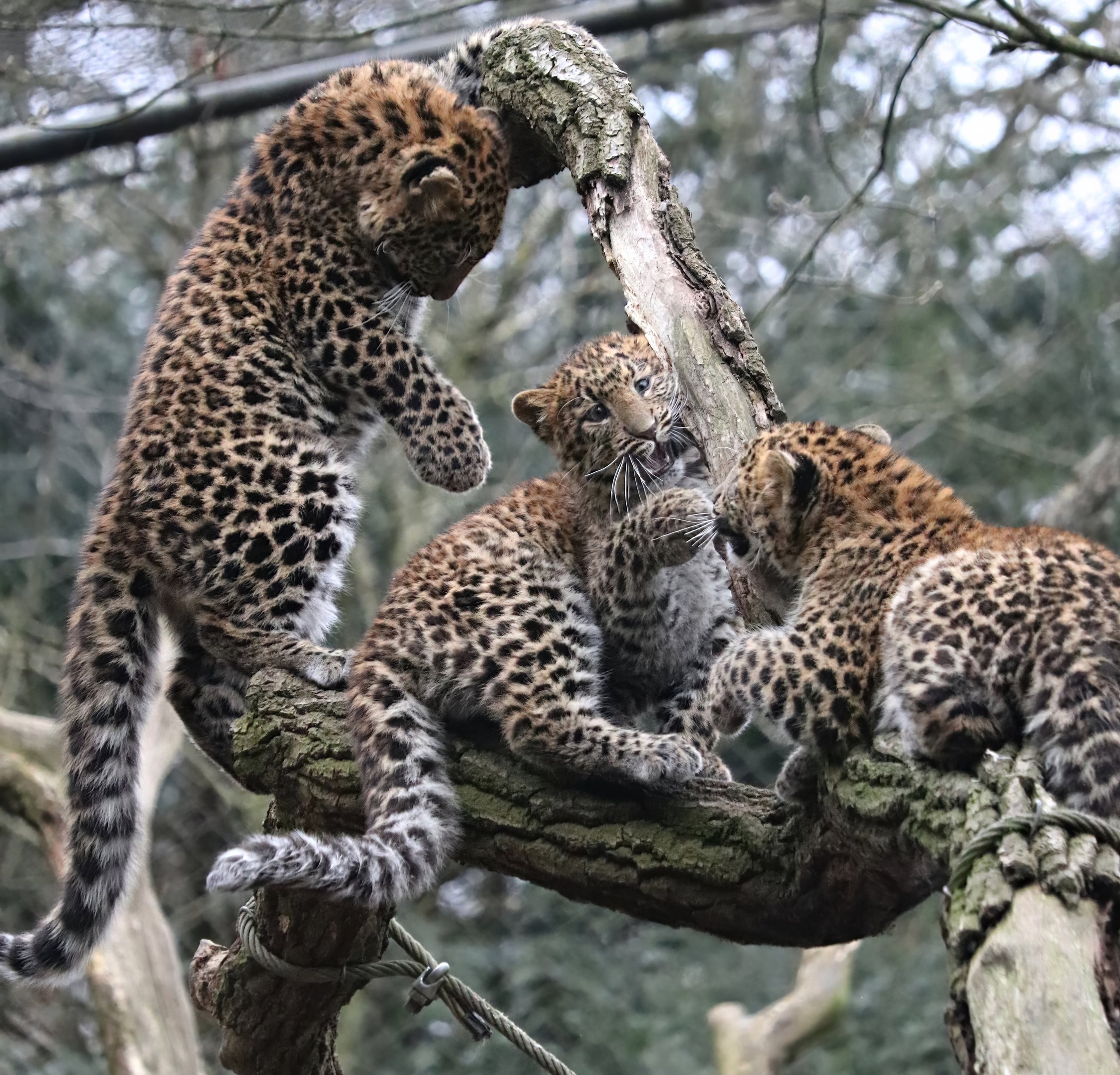 North chinese leopards (Panthera pardus japonensis)