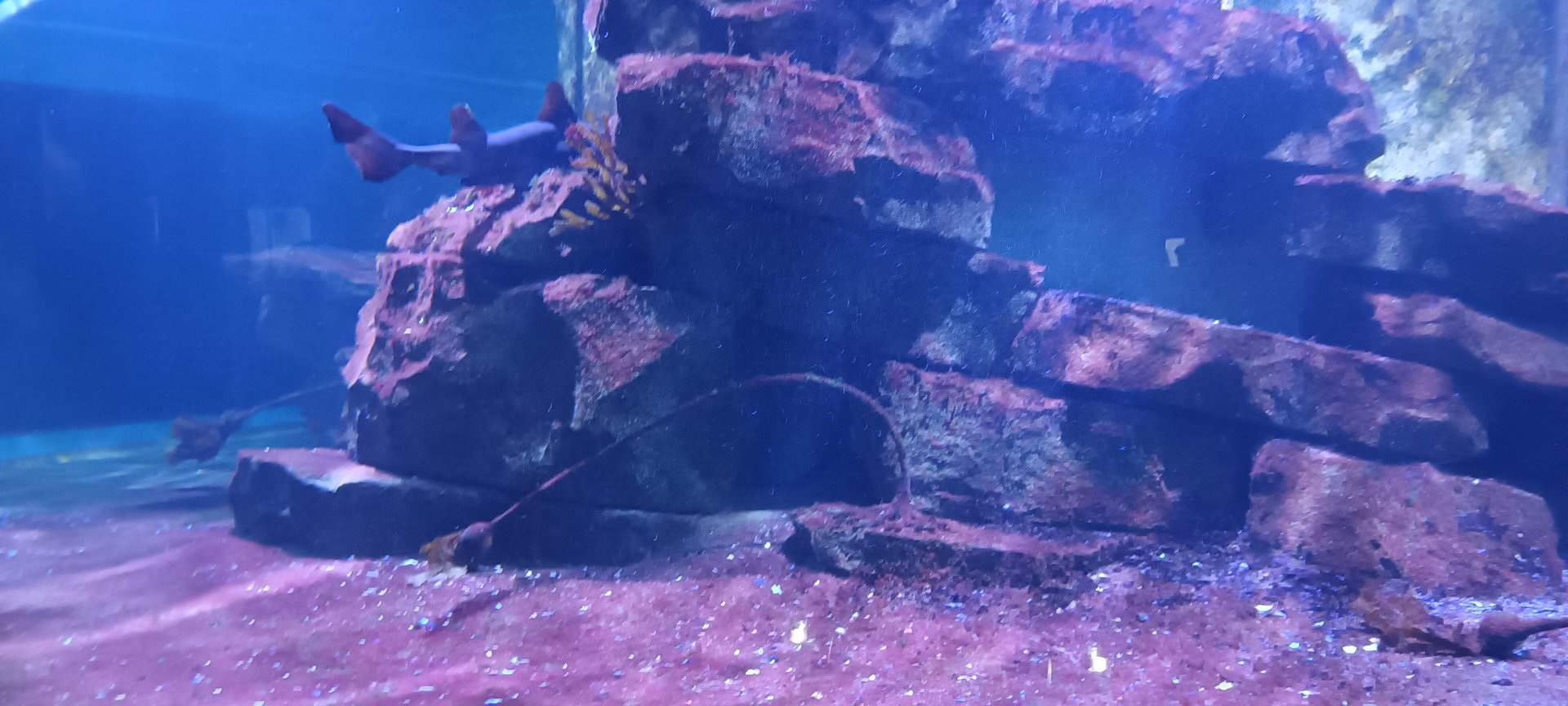 North east Pacific Tank