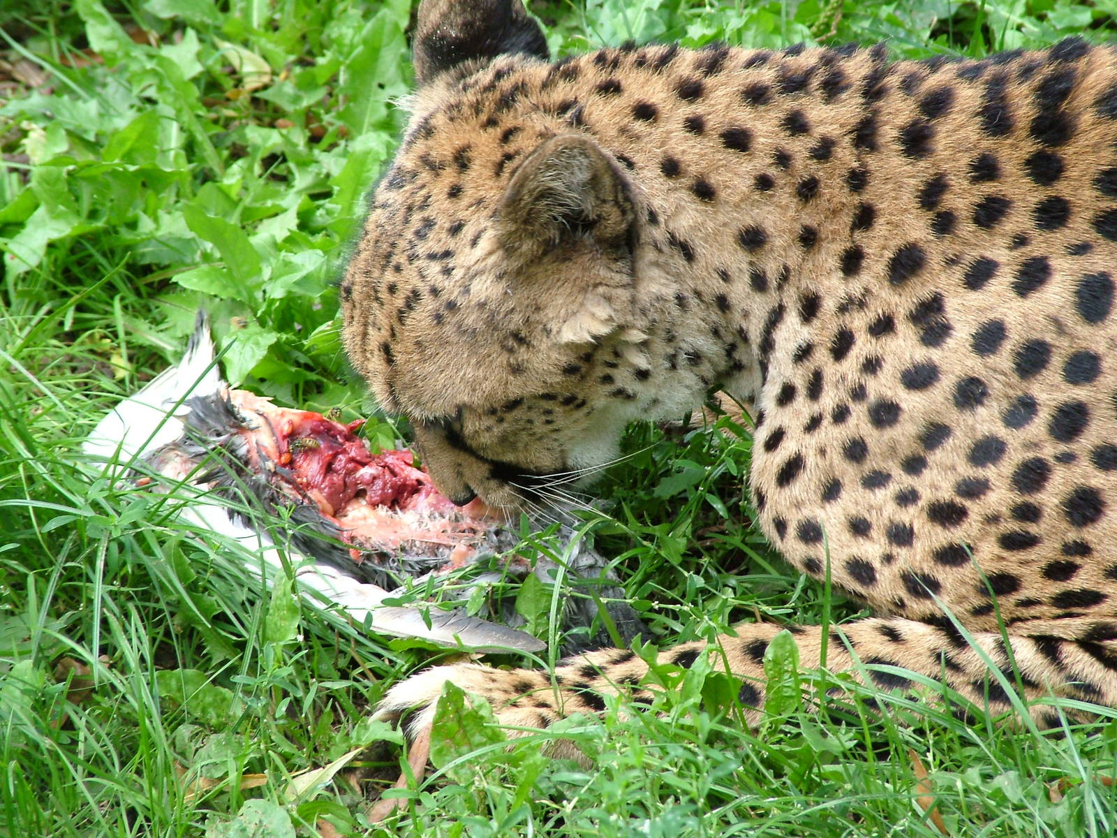 North-eastern Cheetah at Landau Zoo, 04/09/10
