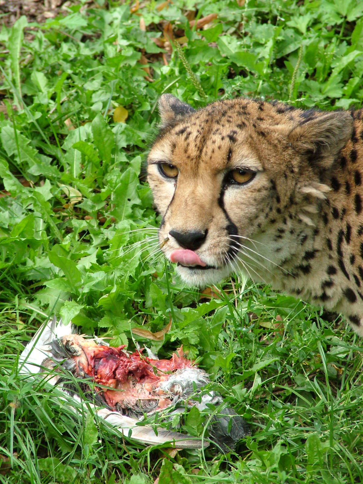 North-eastern Cheetah at Landau Zoo, 04/09/10