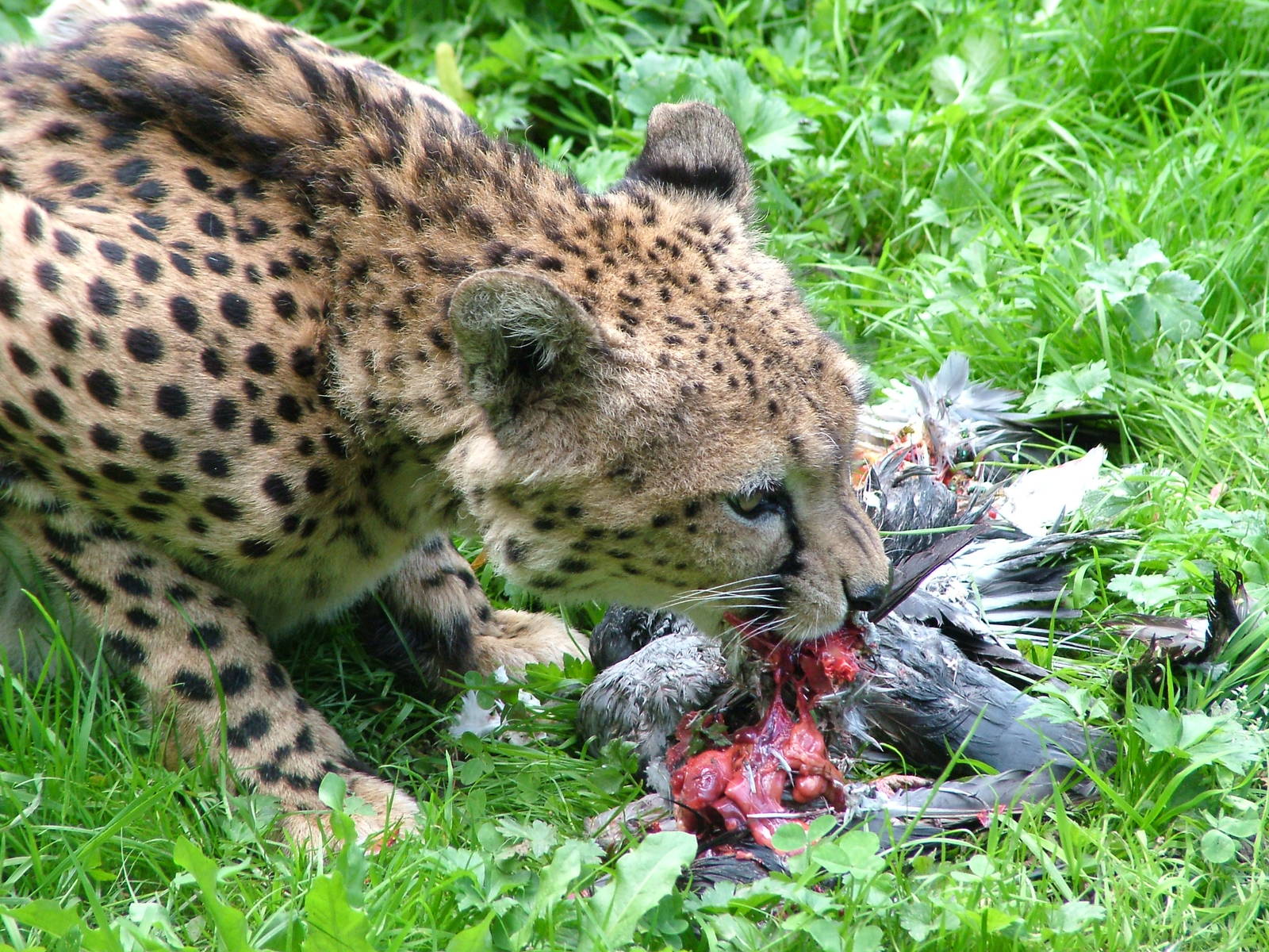 North-eastern Cheetah at Landau Zoo, 04/09/10