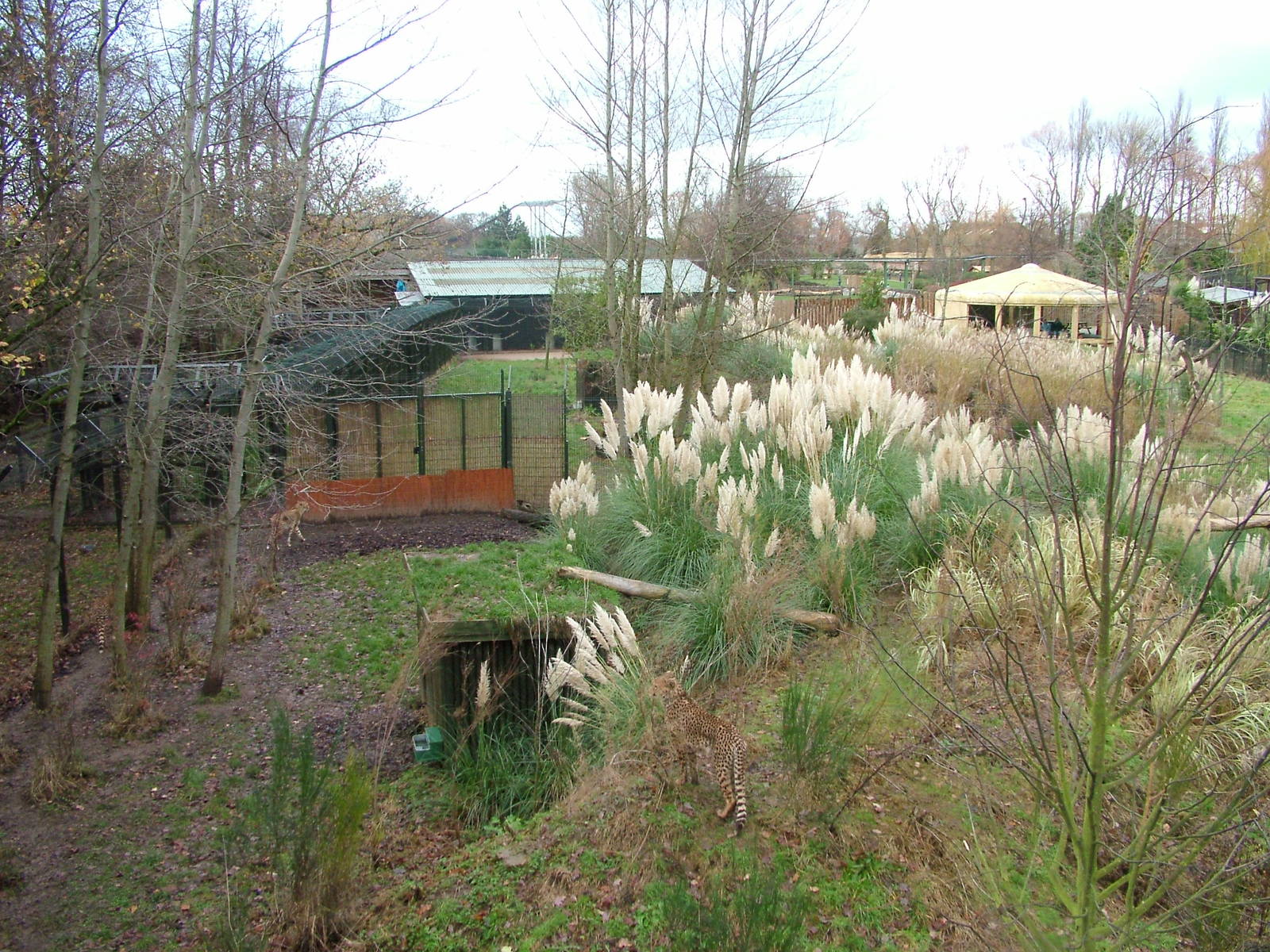 North-eastern Cheetah exhibit at Chester 06/12/09