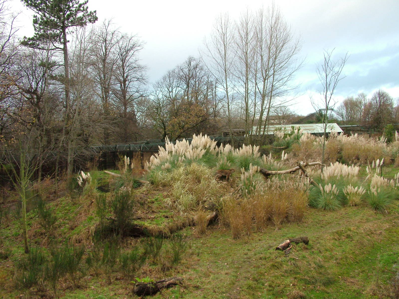 North-eastern Cheetah exhibit at Chester 06/12/09