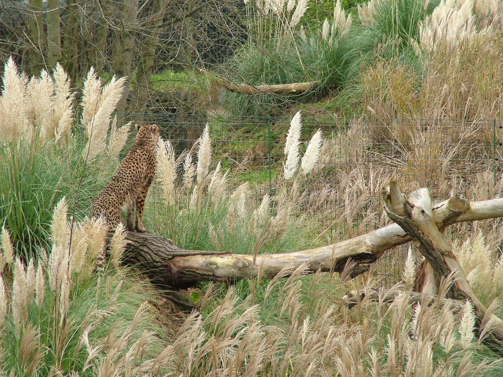 North-eastern Cheetah exhibit at Chester 06/12/09