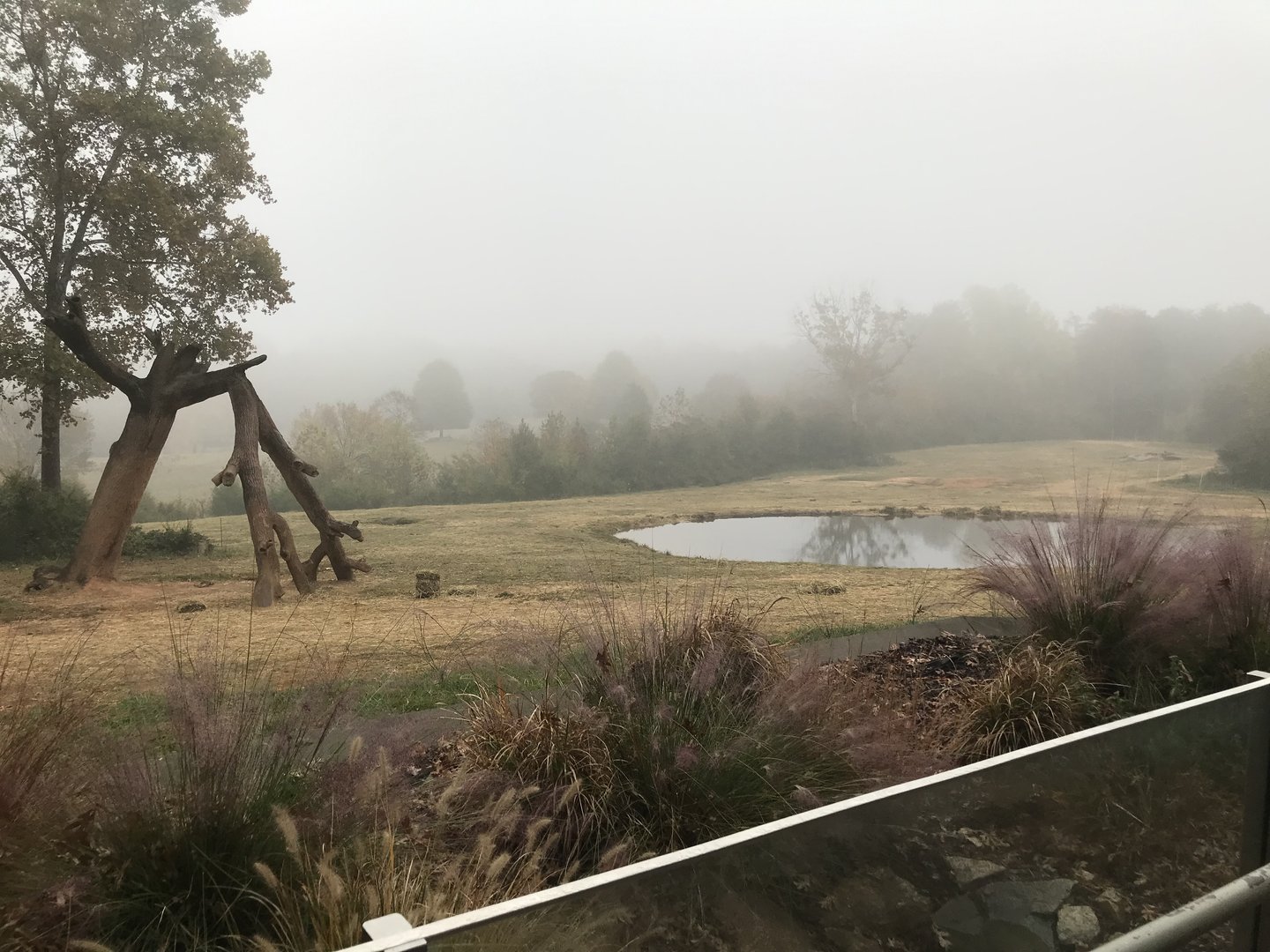 North Elephant Habitat in the Fog