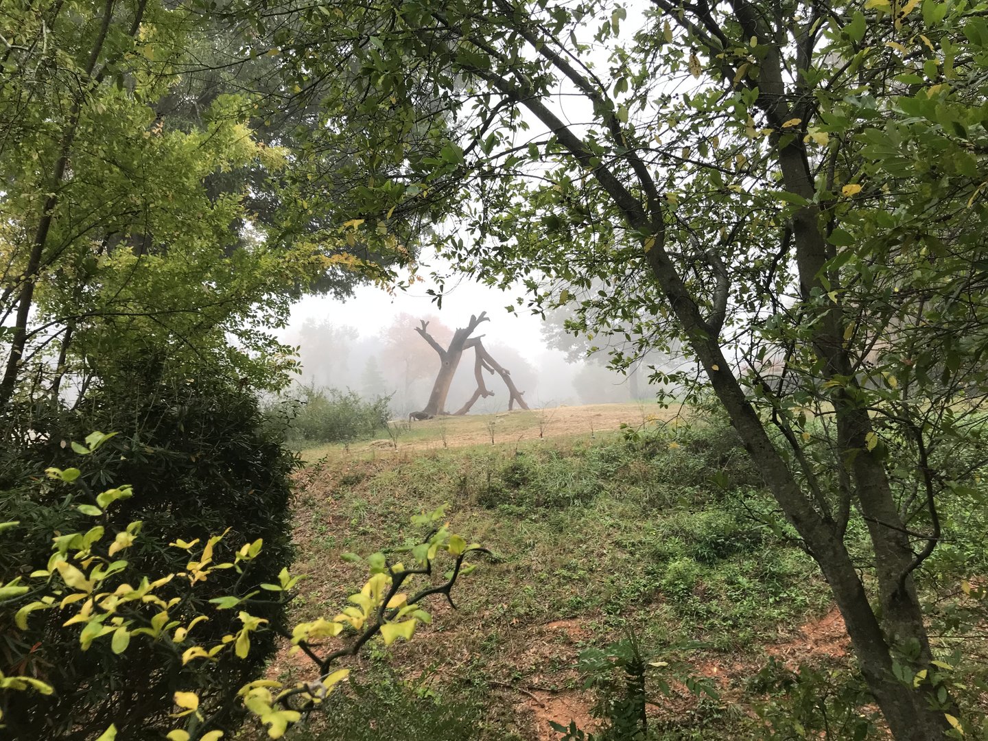 North Elephant Habitat seen from Shani Loop