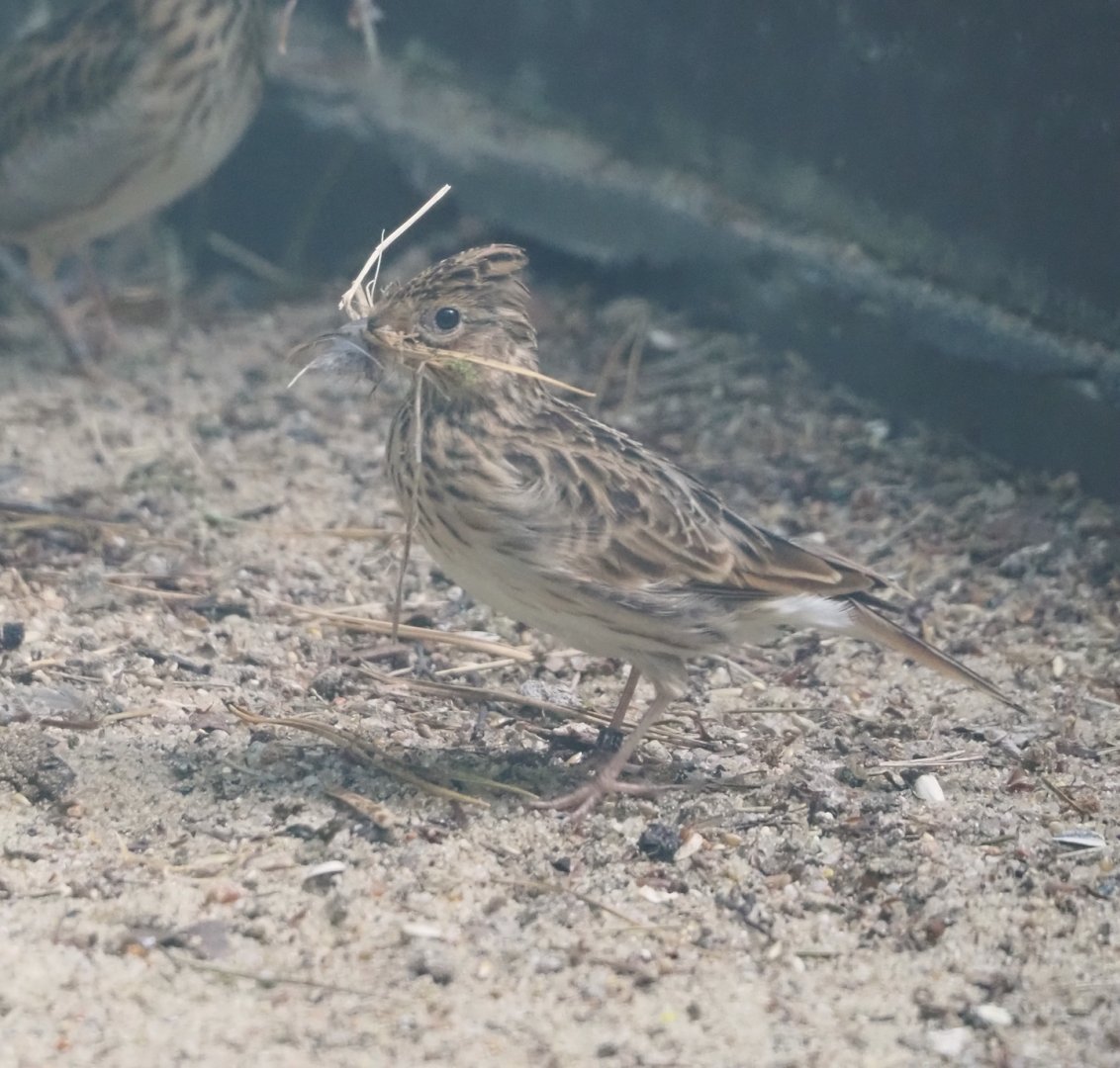 North Eurasian skylark (Alauda arvensis arvensis), 2024-05-24