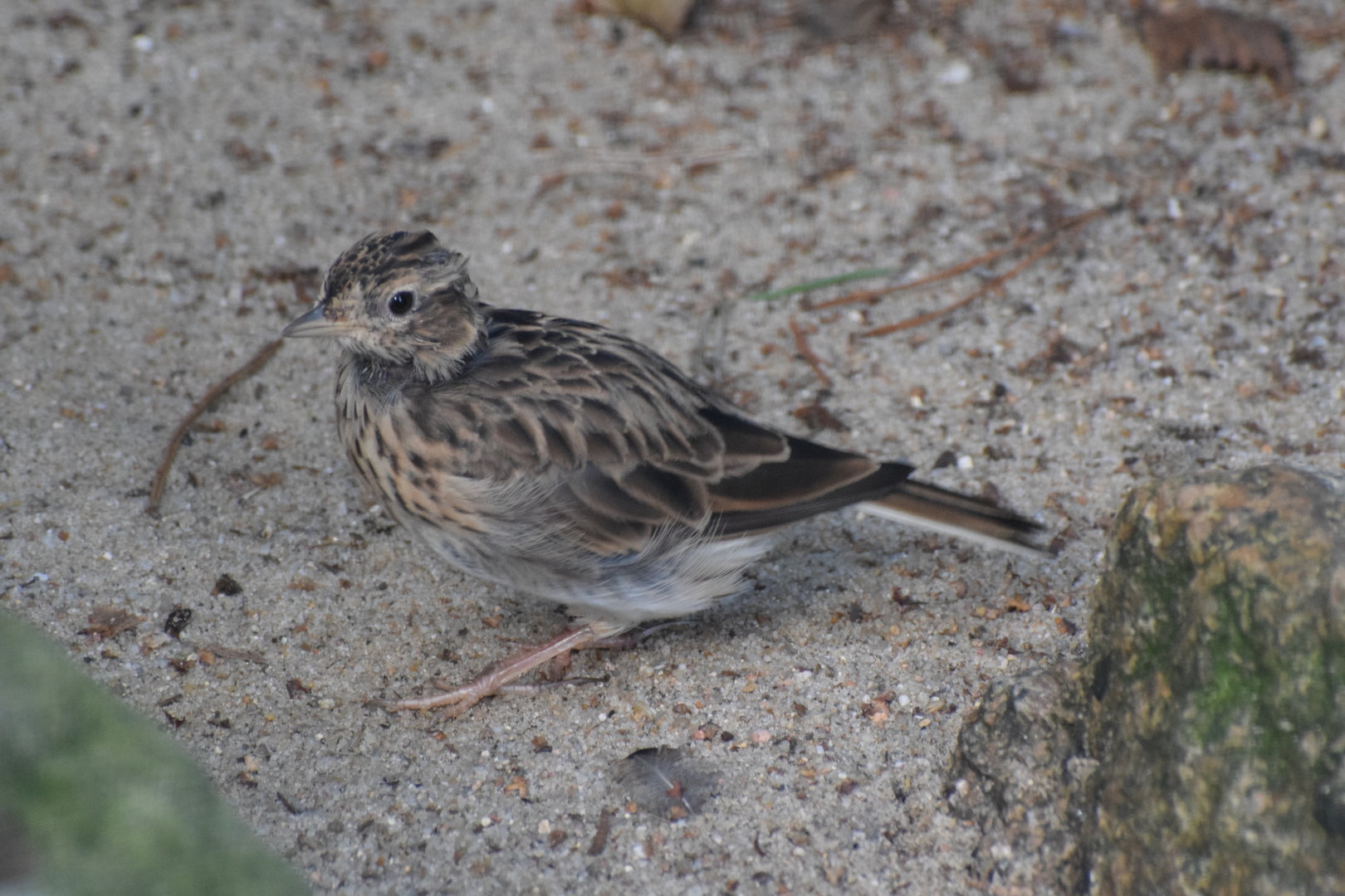 North Eurasian skylark - August 2023