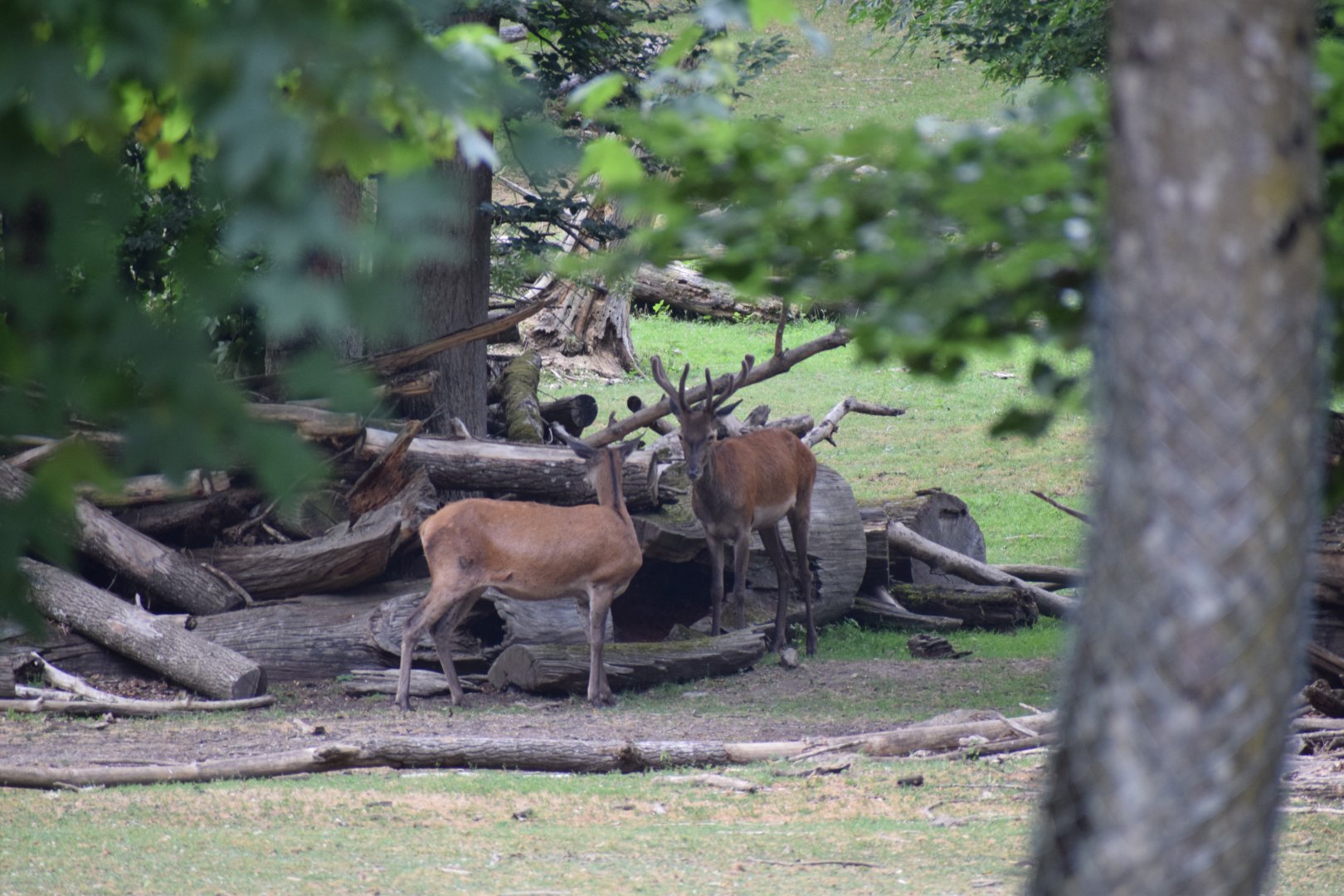 North European red deer