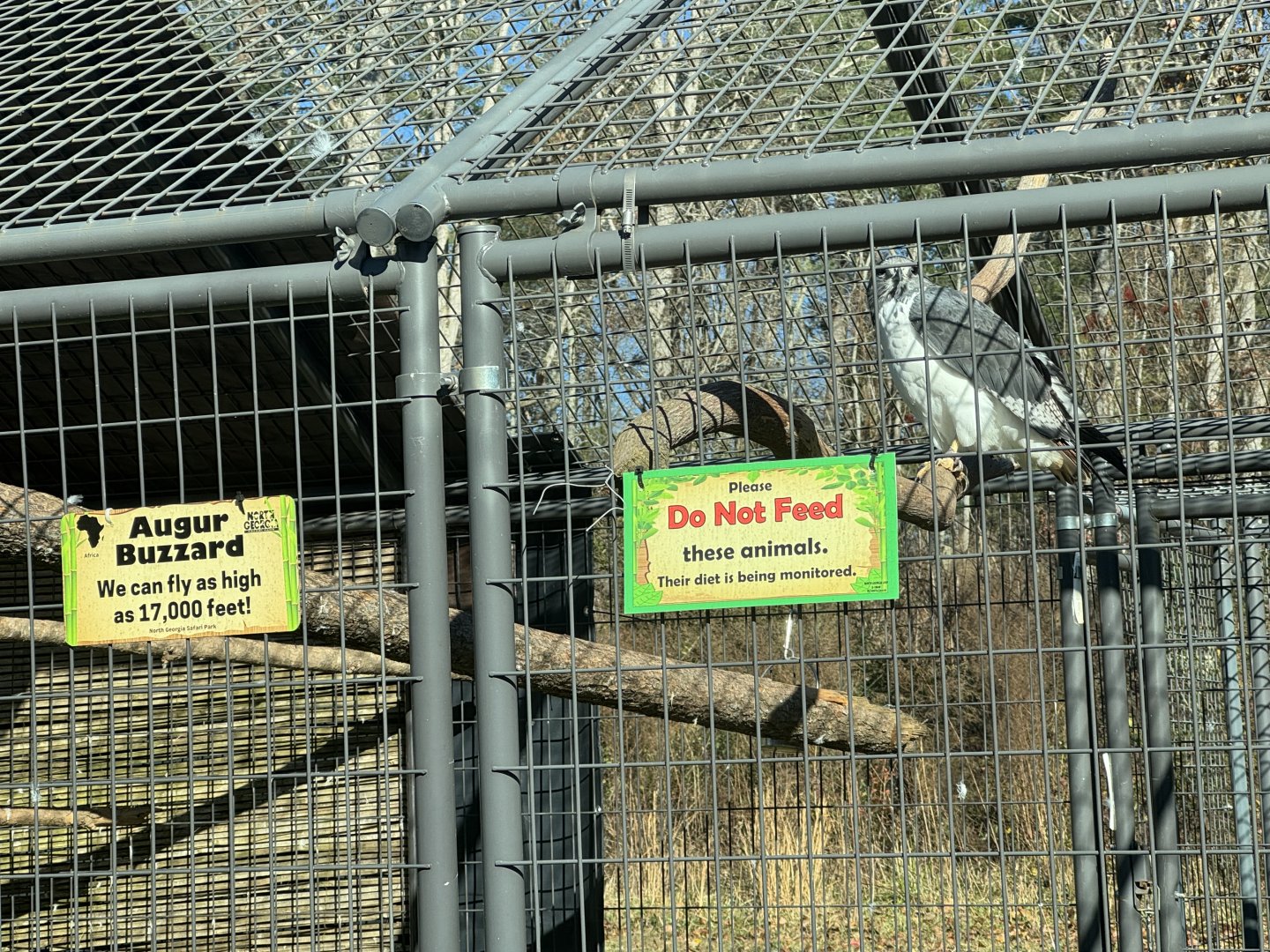 North Georgia Zoo - Augur buzzard