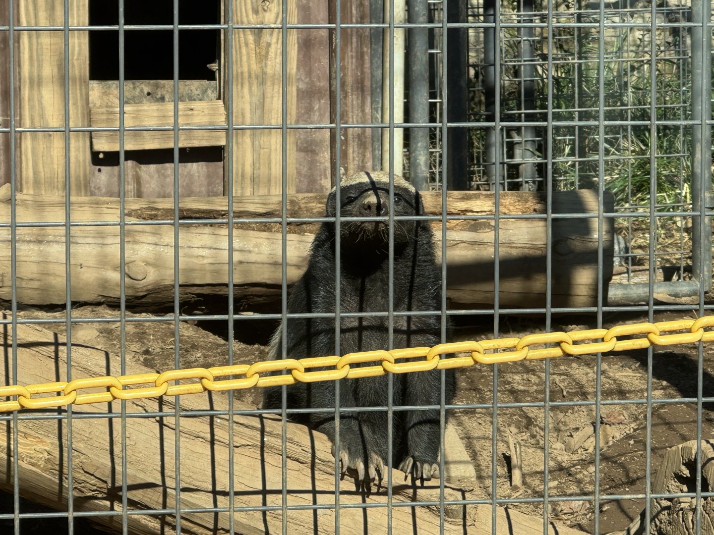 North Georgia Zoo - Honey badger