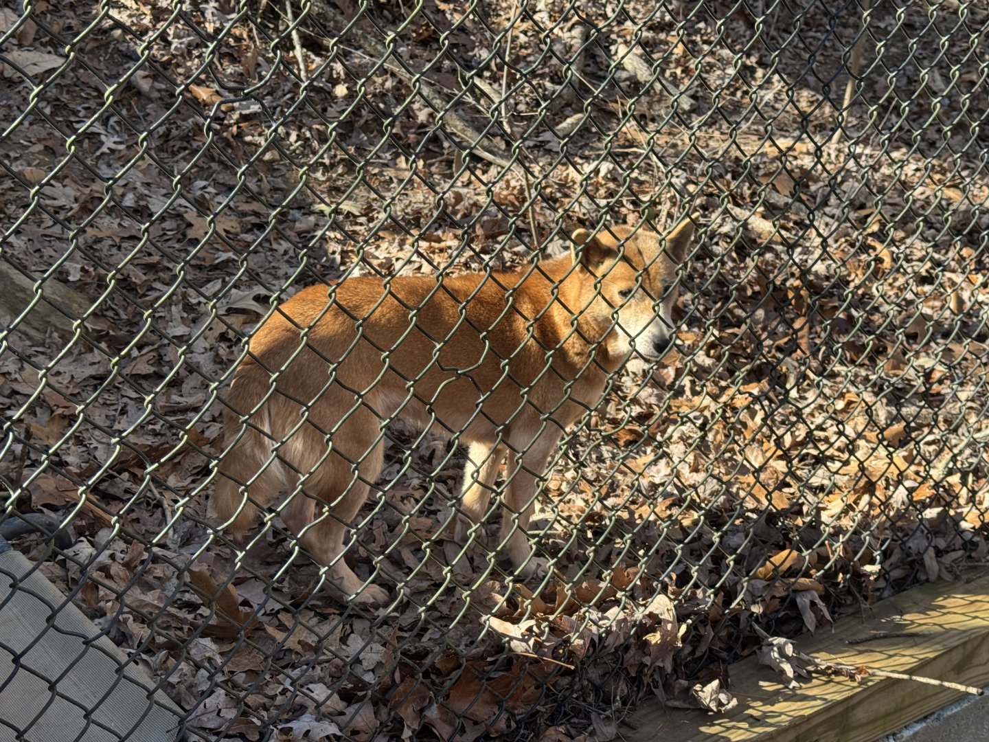 North Georgia Zoo - New Guinea singing dog