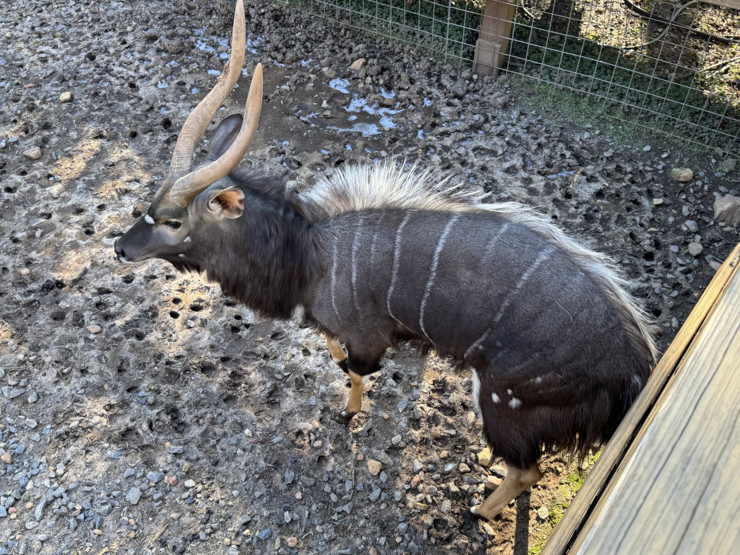 North Georgia Zoo - Nyala