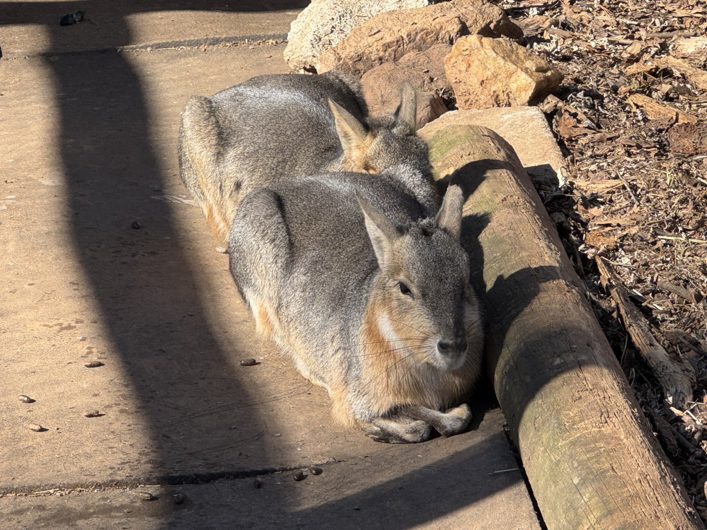 North Georgia Zoo - Patagonian maras