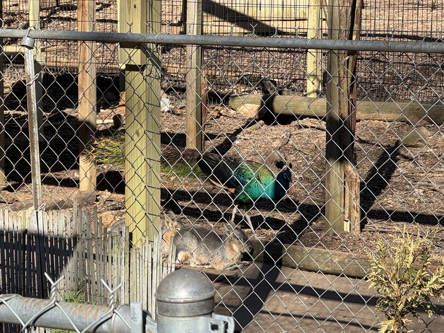 North Georgia Zoo - Peafowl and mara enclosure