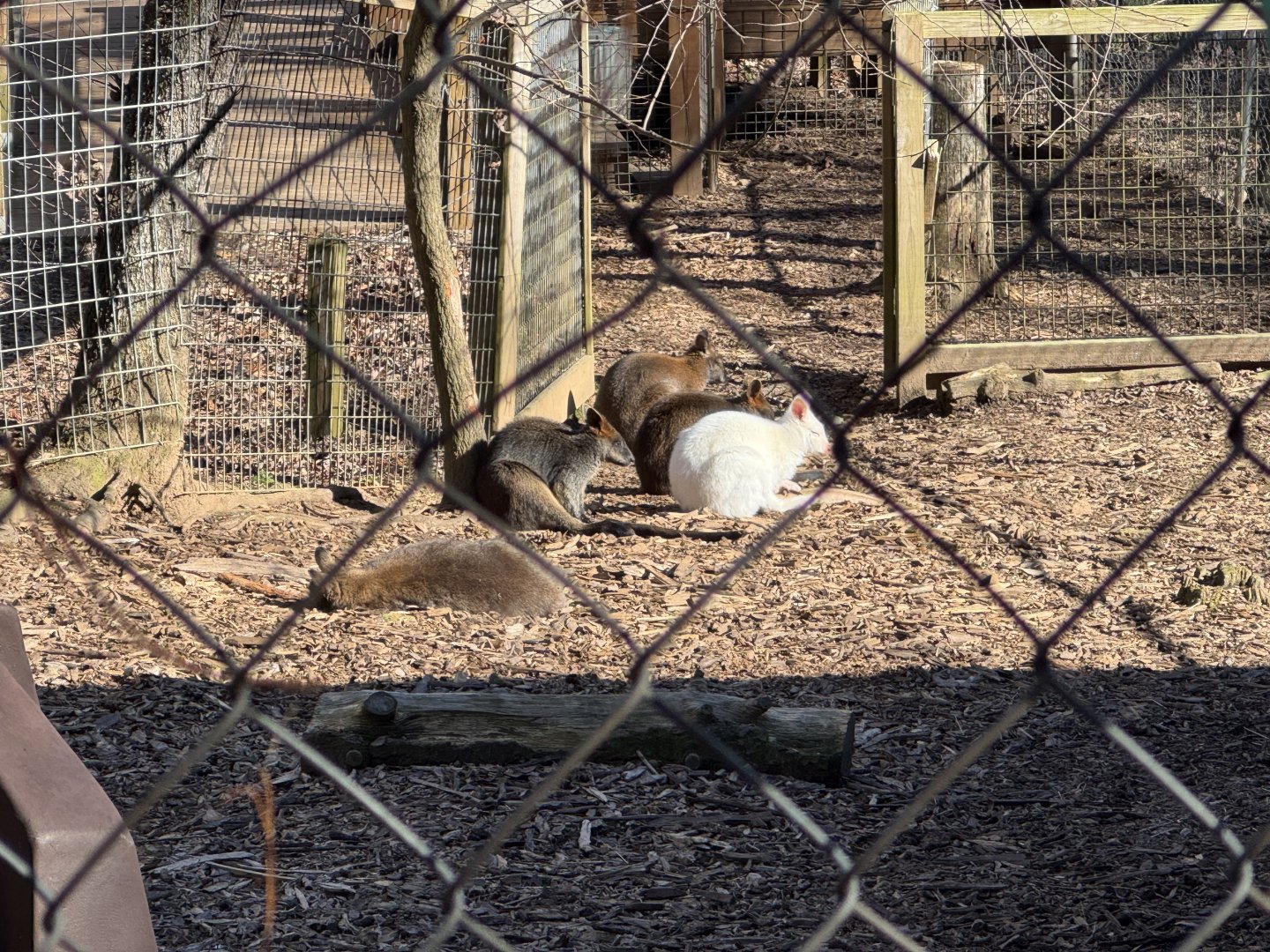 North Georgia Zoo - Red-necked and swamp wallabies